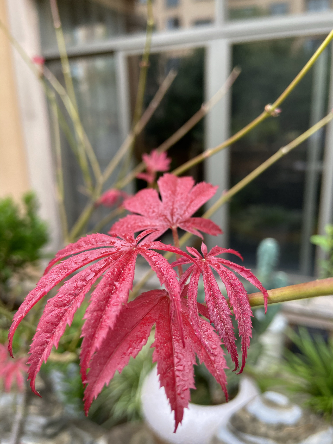 阳台枫叶鲜花绿植(枫叶红了 )-喵神素材库
