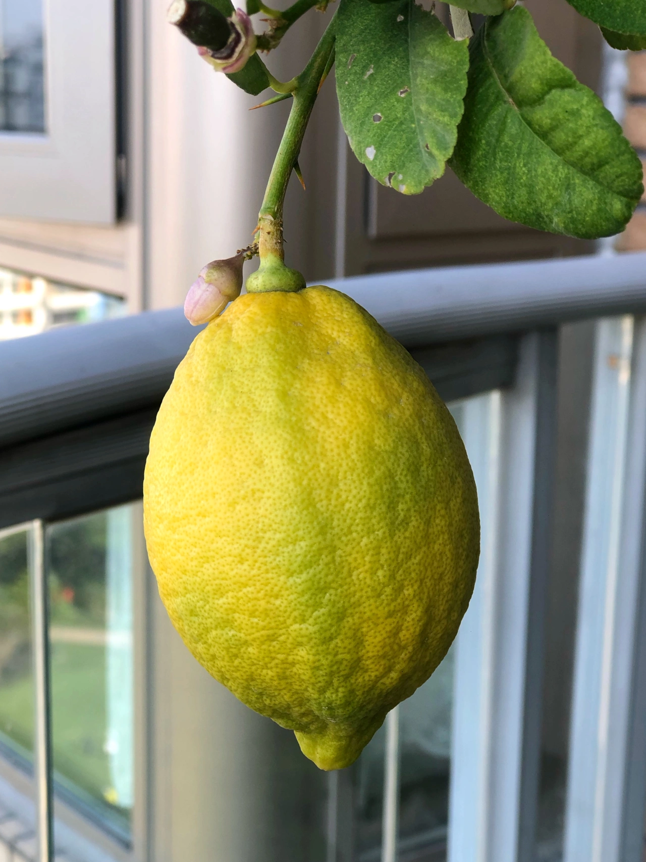 阳台鲜花绿植柠檬树(第一次养香水柠檬树，好清香)-喵神素材库