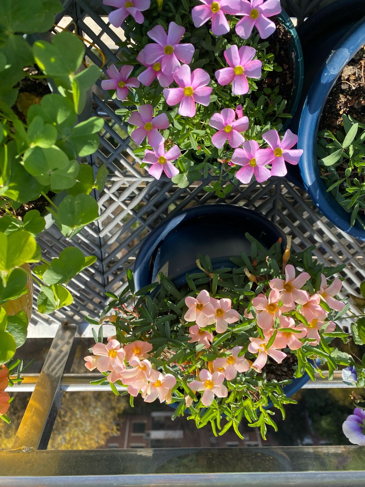 4酢浆草鲜花花卉绿植 (酢浆草日常 )-喵神素材库