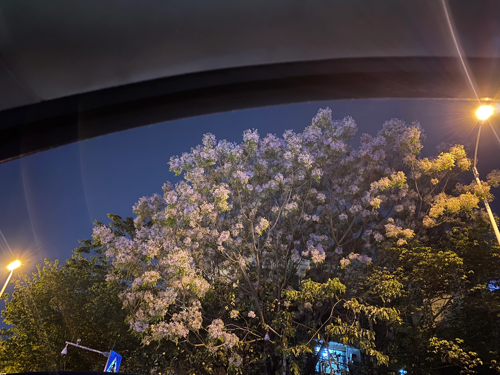花拍照分享鲜花美丽(明明很困，昨晚竟然四点半才睡得着，然后七点五十又要起床，感觉丧尸一天。感觉吃褪黑素作用很小，有什么好办法嘛？！？？ )-喵神素材库