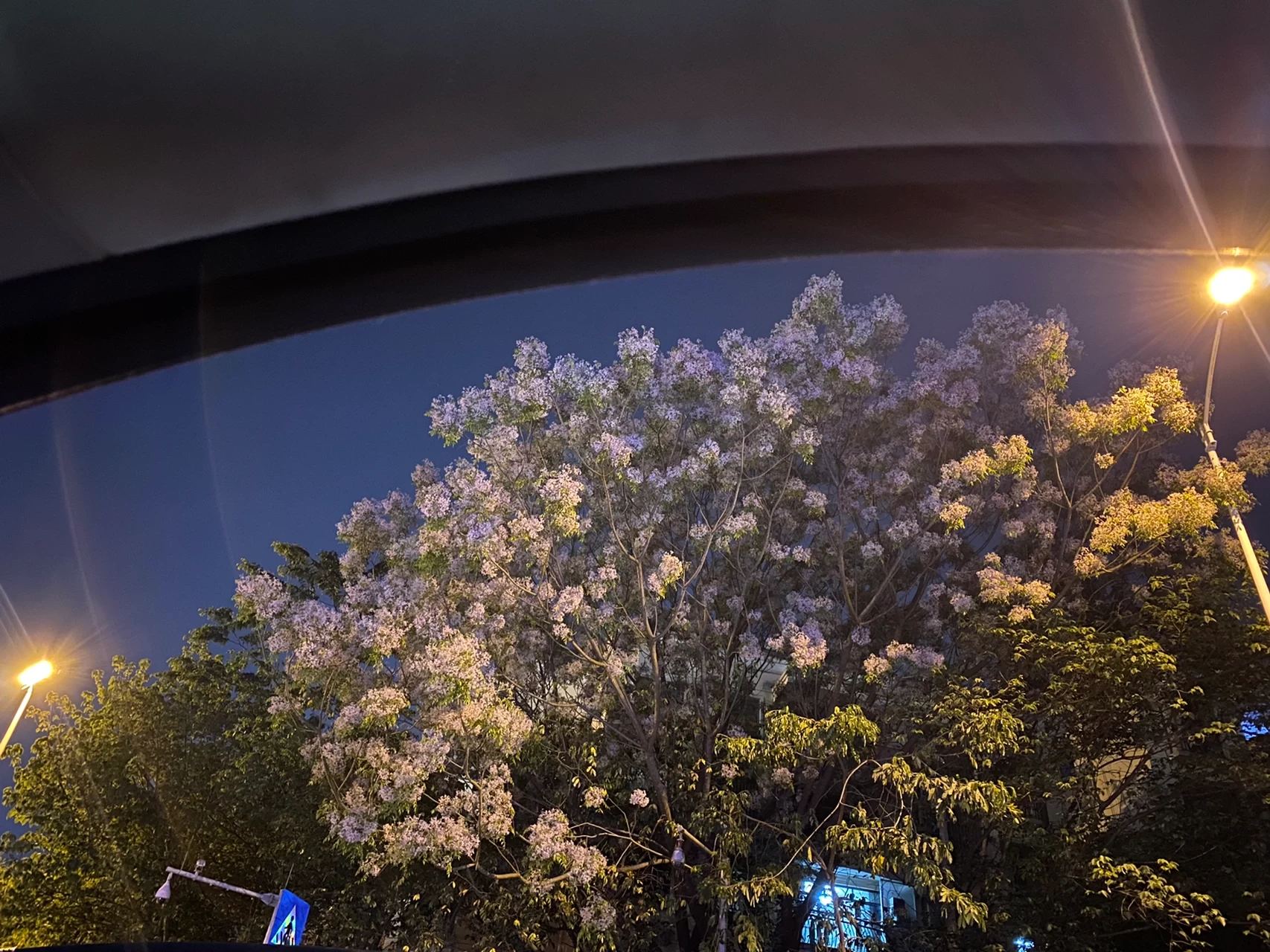 花拍照分享鲜花美丽(明明很困，昨晚竟然四点半才睡得着，然后七点五十又要起床，感觉丧尸一天。感觉吃褪黑素作用很小，有什么好办法嘛？！？？ )-喵神素材库