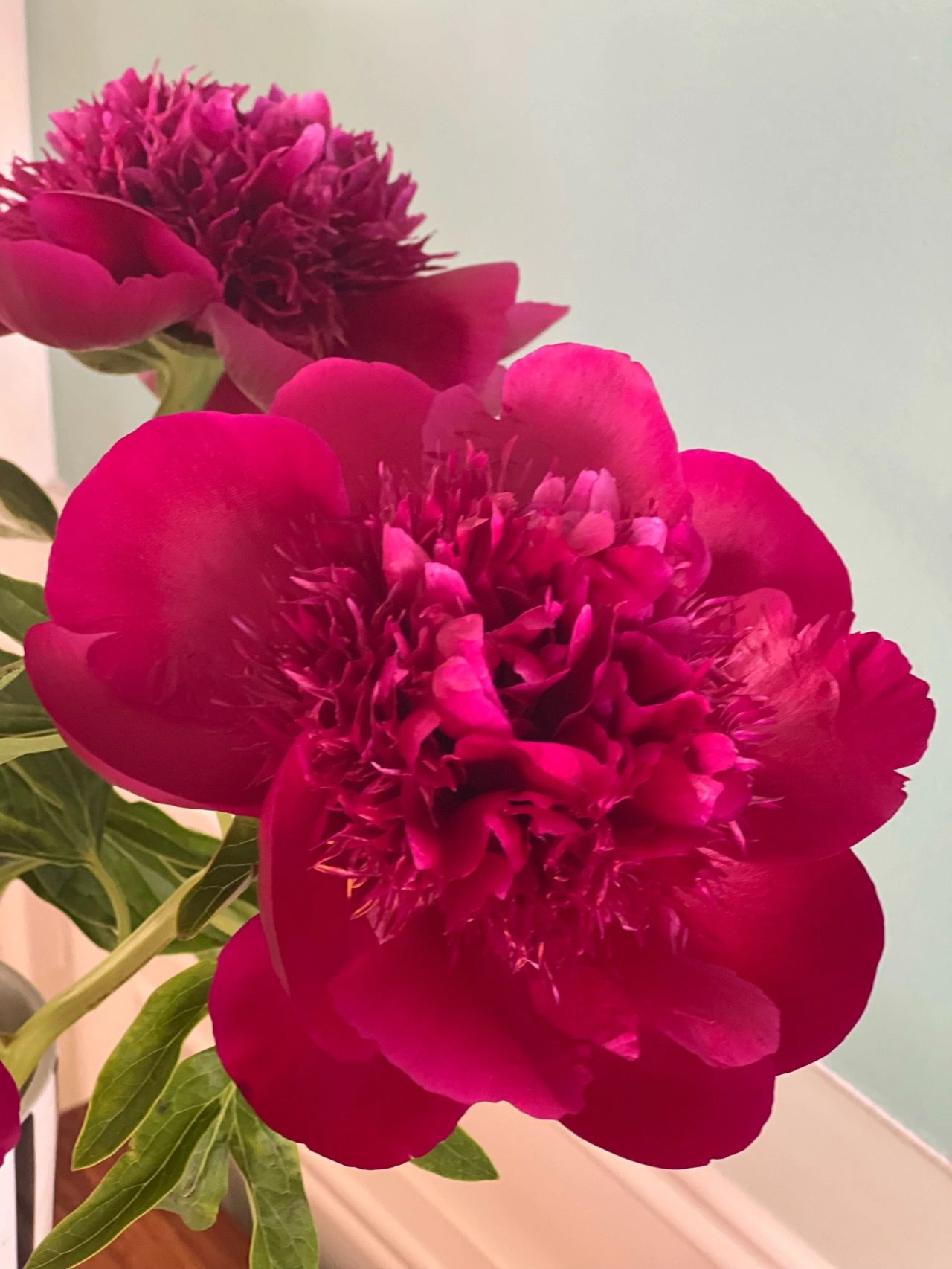 鲜花插花花艺芍药(回味一下。红色魅力和御前表演长得比较像，但后者会明显变色，前者微微会变色但不明显。)-喵神素材库