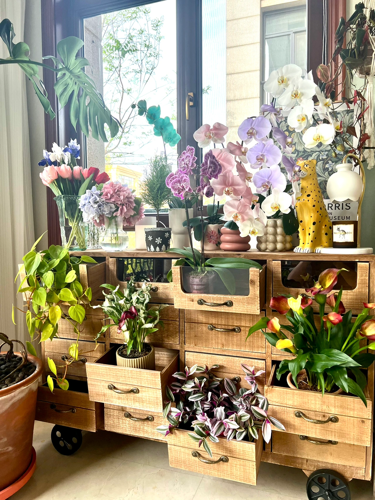 鲜花花艺花卉(随拍)-喵神素材库