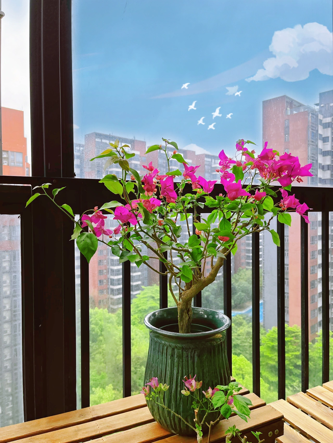 阳台花园鲜花花卉天空(P上蓝天白云假装在好天气里～接下来的阴雨天气真让人抓狂)-喵神素材库