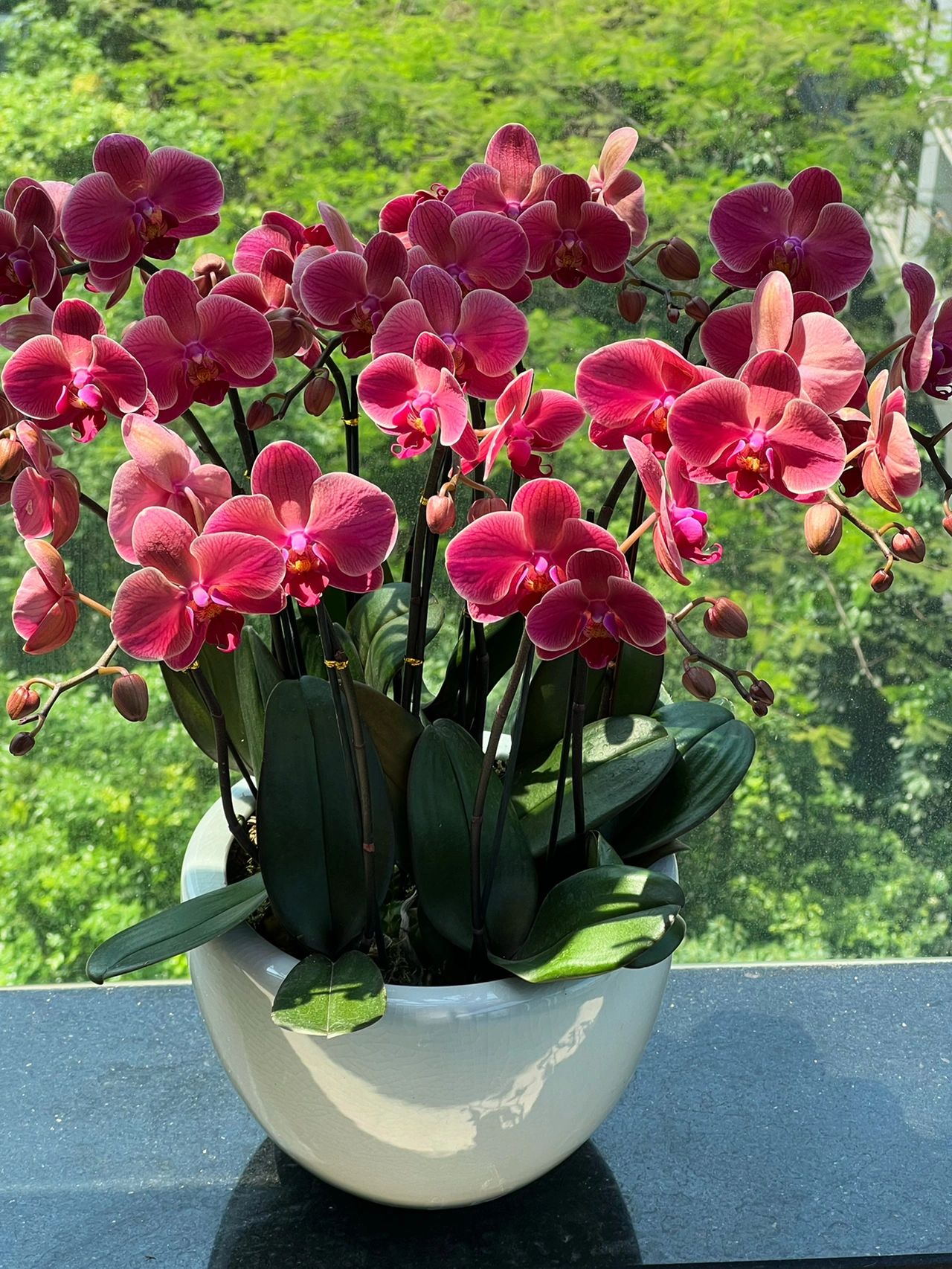 阳台鲜花花盆窗外风景(万物静观皆自得，人生宁静方致远。)-喵神素材库