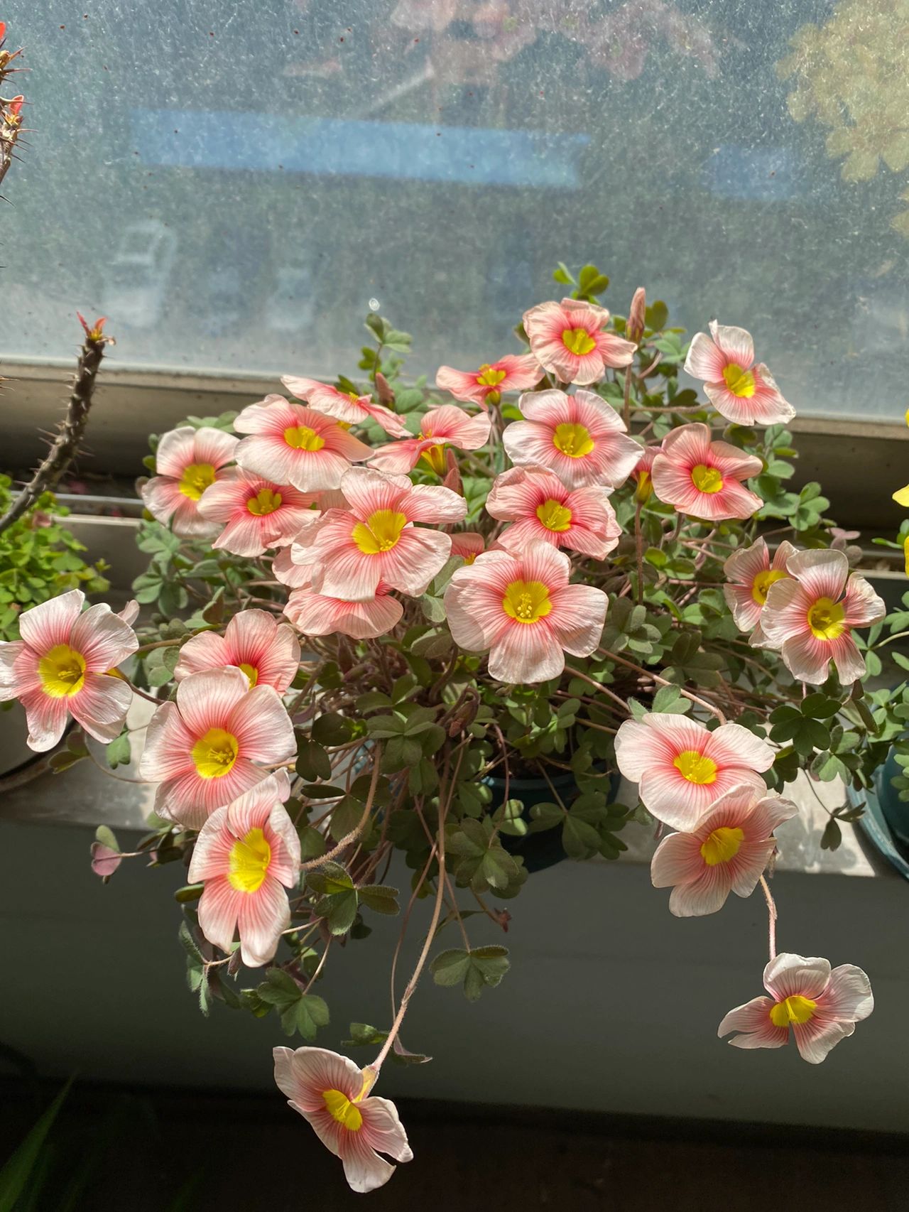 阳台鲜花花束(阳台花园 )-喵神素材库