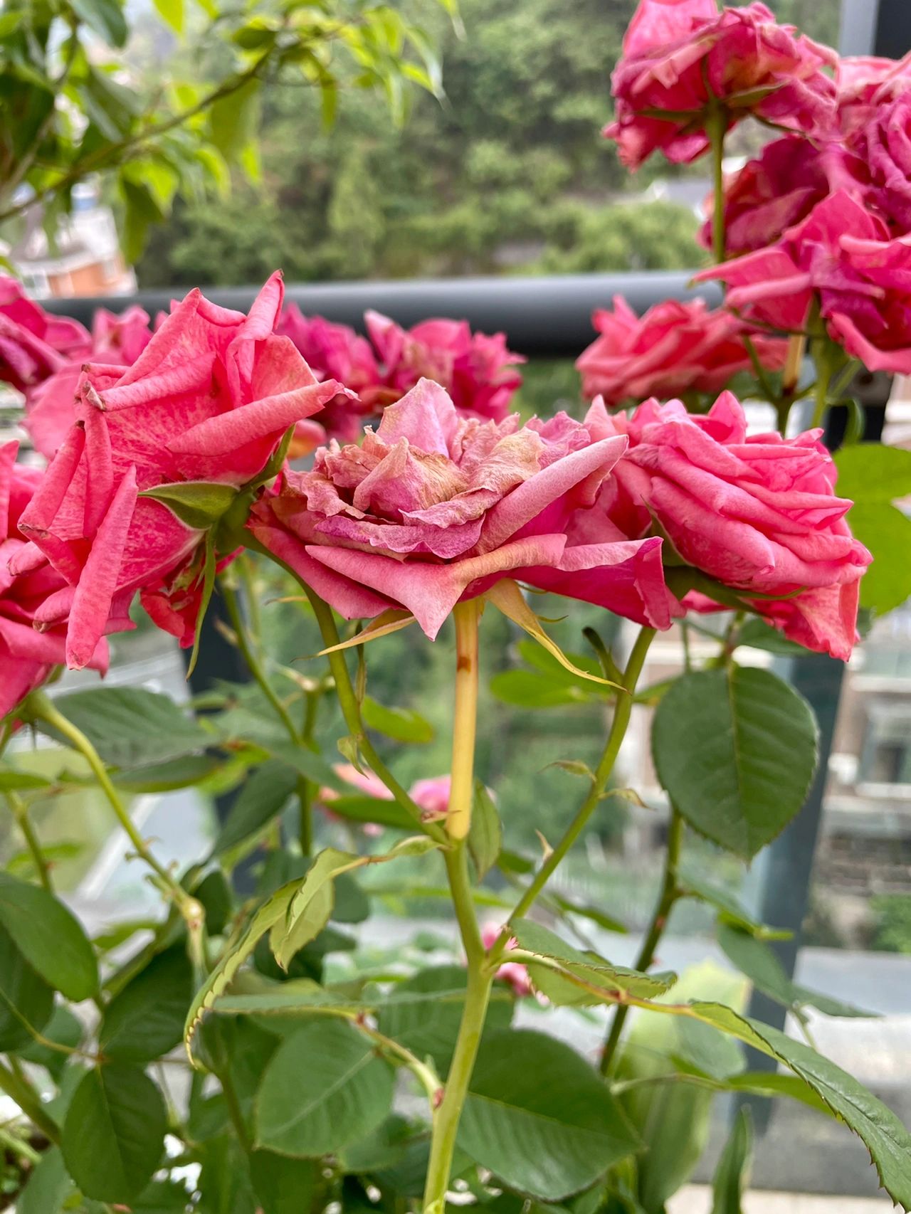阳台鲜花花束绿植(花香清雅不艳浓。 )-喵神素材库