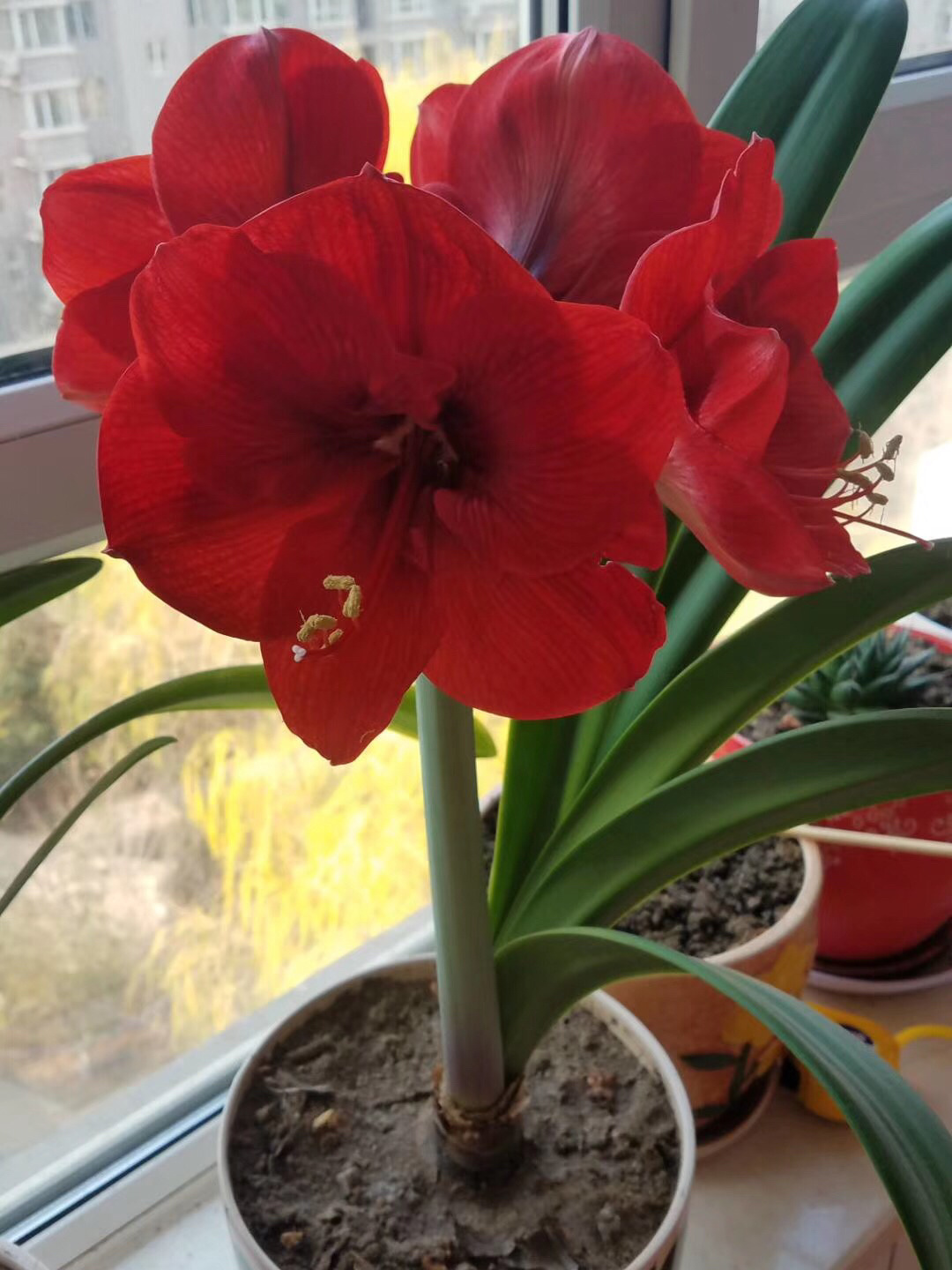 阳台花园植物花卉鲜花多肉(有个小花园，大约有将近40盆花，都是妈妈养的)-喵神素材库