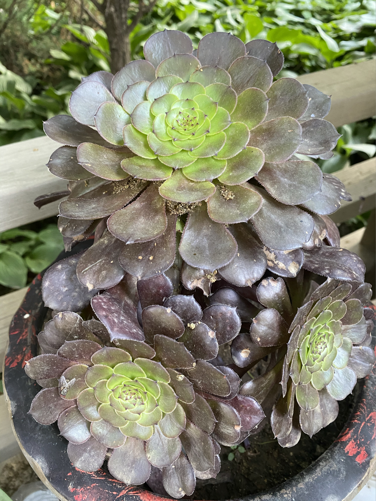 花园鲜花绿植花卉(最近的花)-喵神素材库