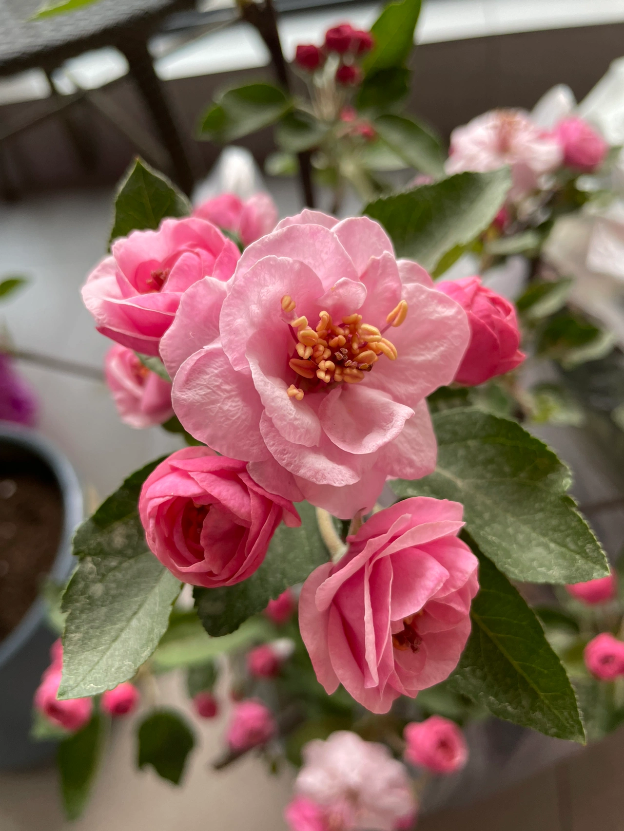 鲜花盆栽阳台绿植(一朵梨花压海棠 )-喵神素材库