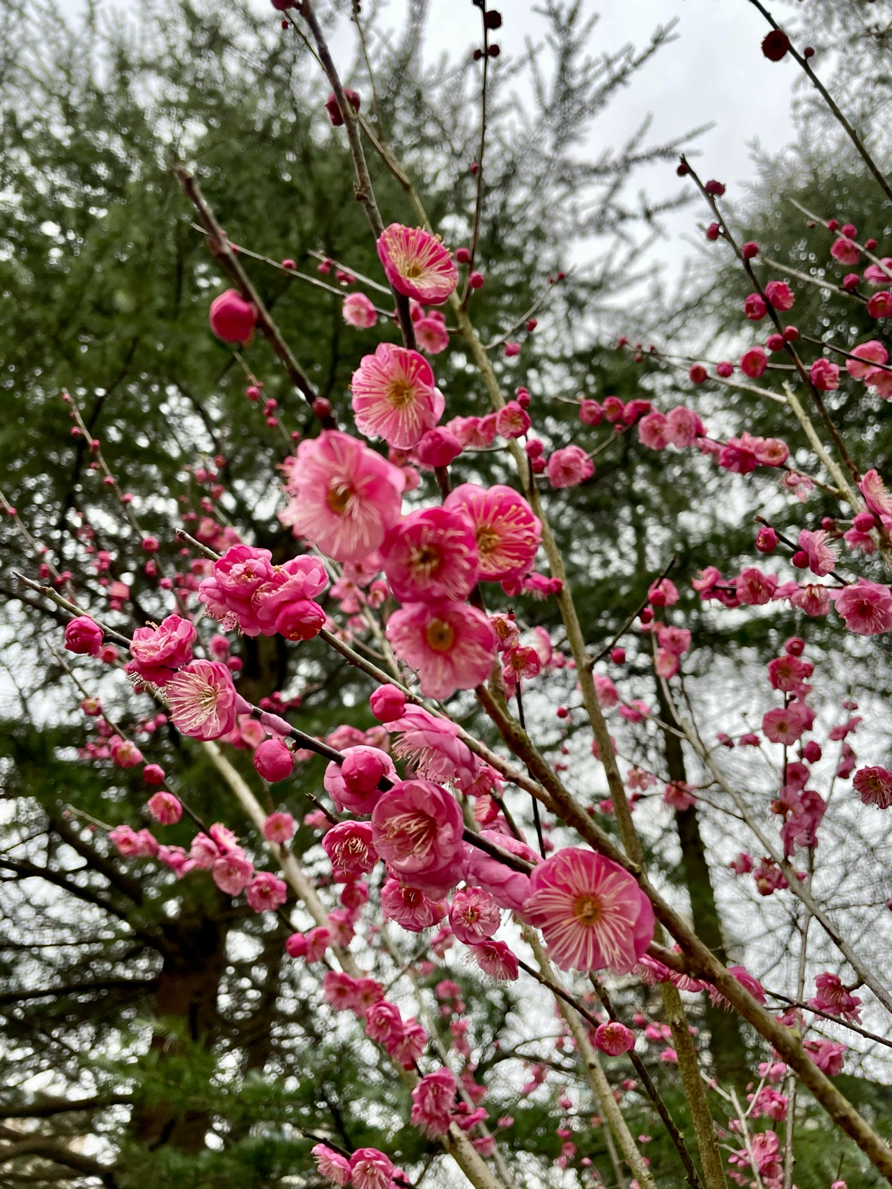鲜花开花月季梅花( 丝绒质感的月季花含苞在落满梅花的梅树下)-喵神素材库