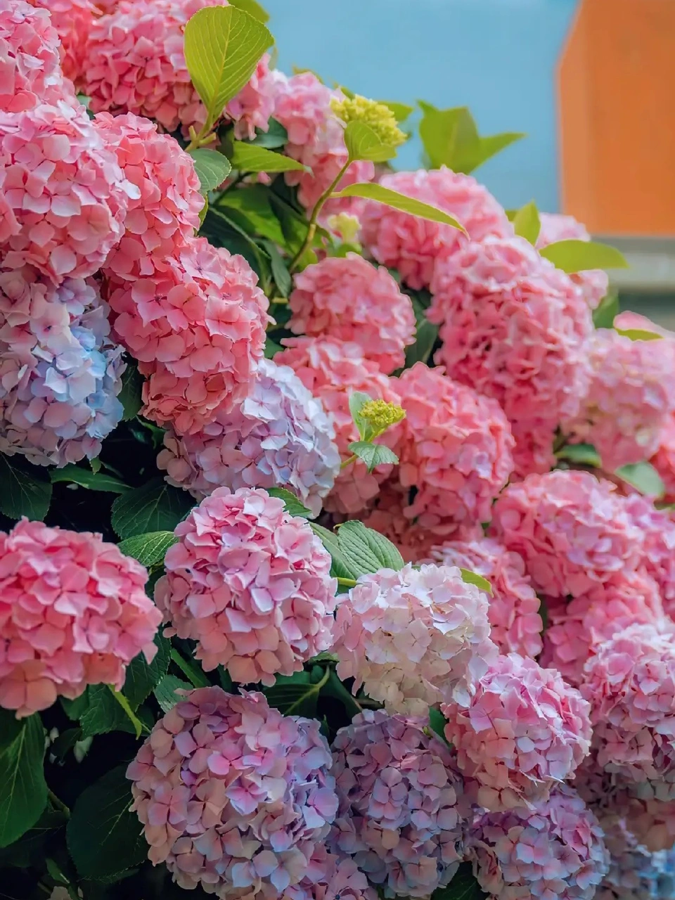 鲜花花束种花(清晨起床喝喝早茶。喂喂鱼。然后画画。写字。养两只小肥猫。生个女儿。父母健康。老婆开心一切都好)-喵神素材库