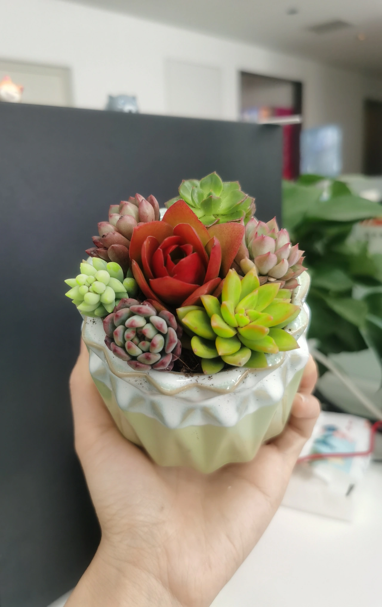 女神节鲜花多肉(那些放假半天的真的是很实在的礼物了  )-喵神素材库