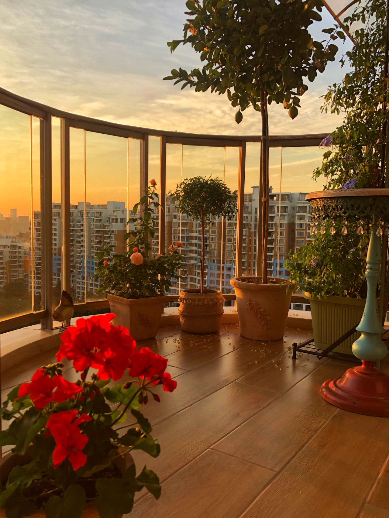 傍晚日落夕阳鲜花盆栽种植(倚在阳台栏杆，经常看到美丽的天空。)-喵神素材库