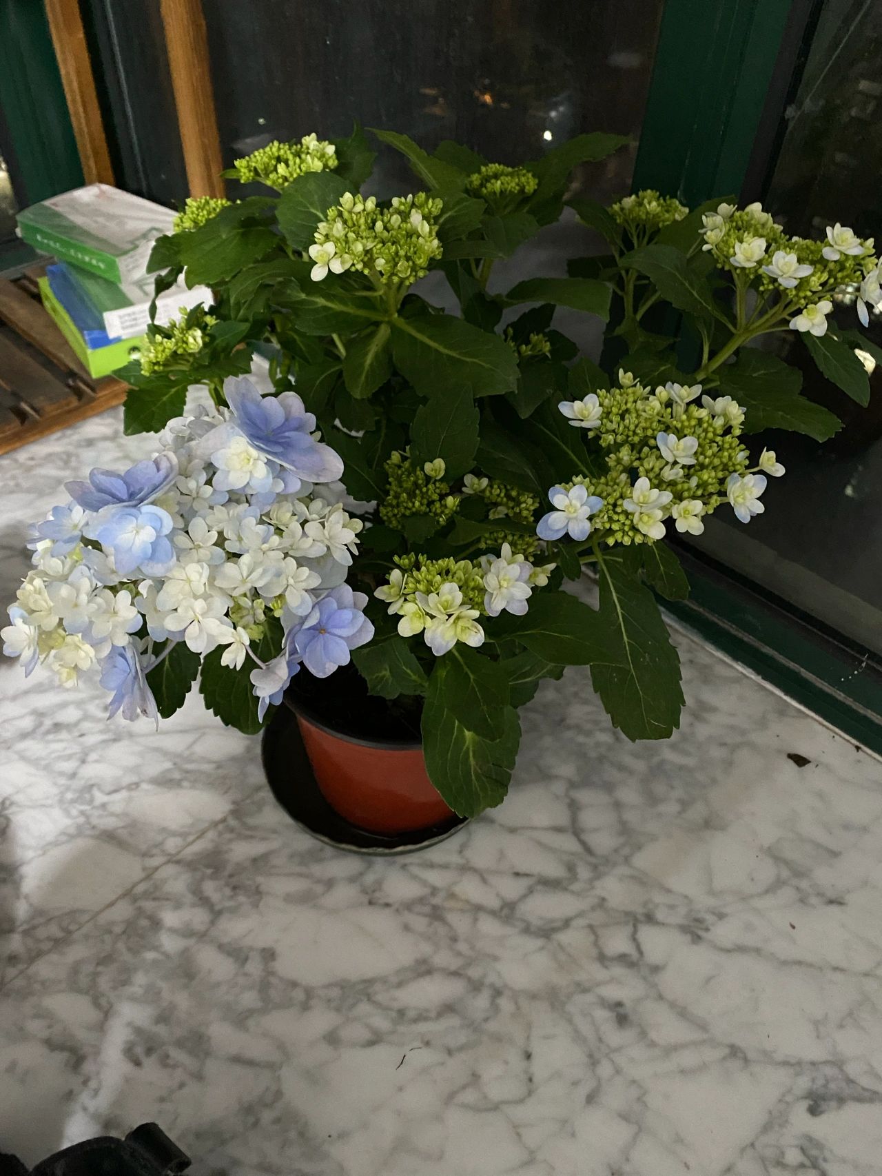 4佳澄绣球阳台鲜花花卉 (新入绣球佳澄一颗，好好养护，期待明年春天 )-喵神素材库