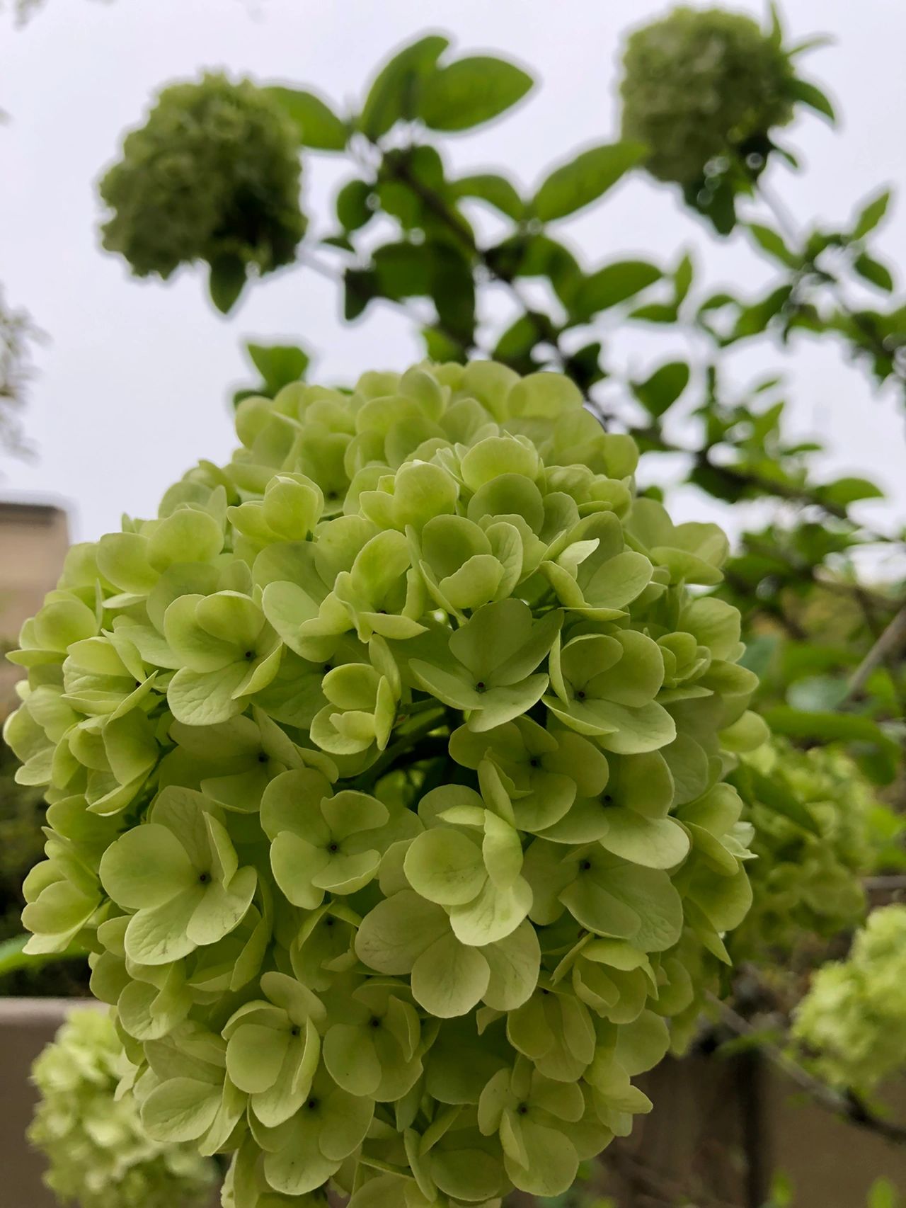 鲜花花卉植物(生活有了花草的陪伴)-喵神素材库