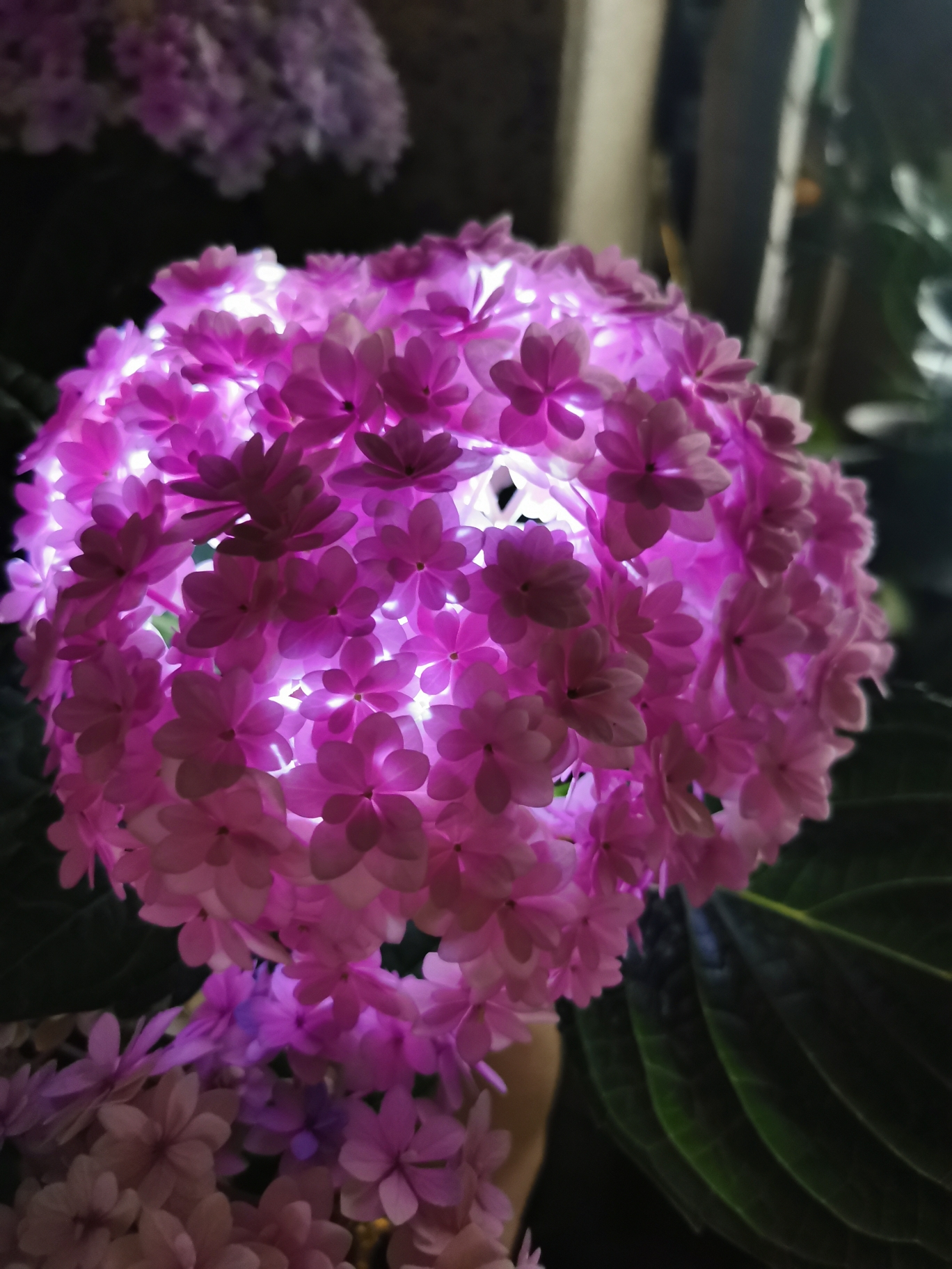 鲜花插花拍照日常分享(今年的花手鞠结束了相约明年期待来年的你 )-喵神素材库