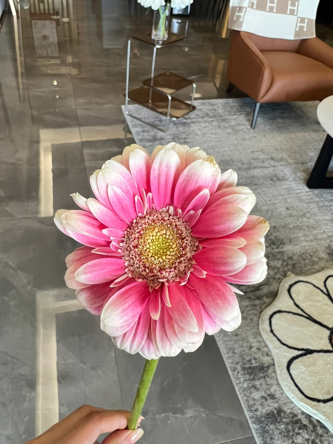 鲜花插花雏菊(小菊真的太好养护了，跟草一样，不用打理也可以养20天以上)-喵神素材库