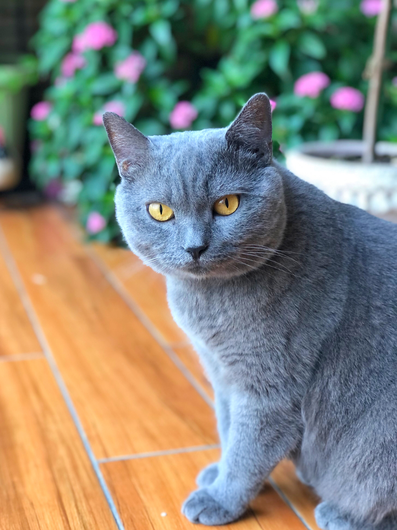 阳台鲜花插花猫(我的小可爱)-喵神素材库