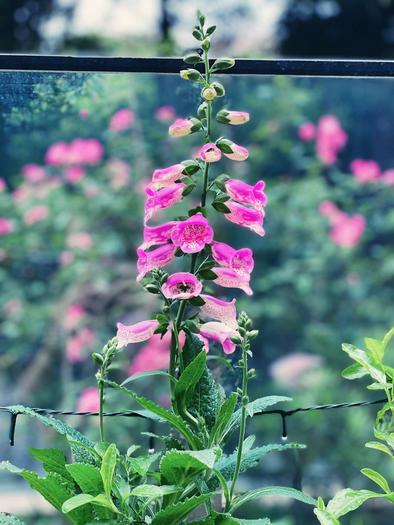阳台鲜花花卉(我的鲜花)-喵神素材库