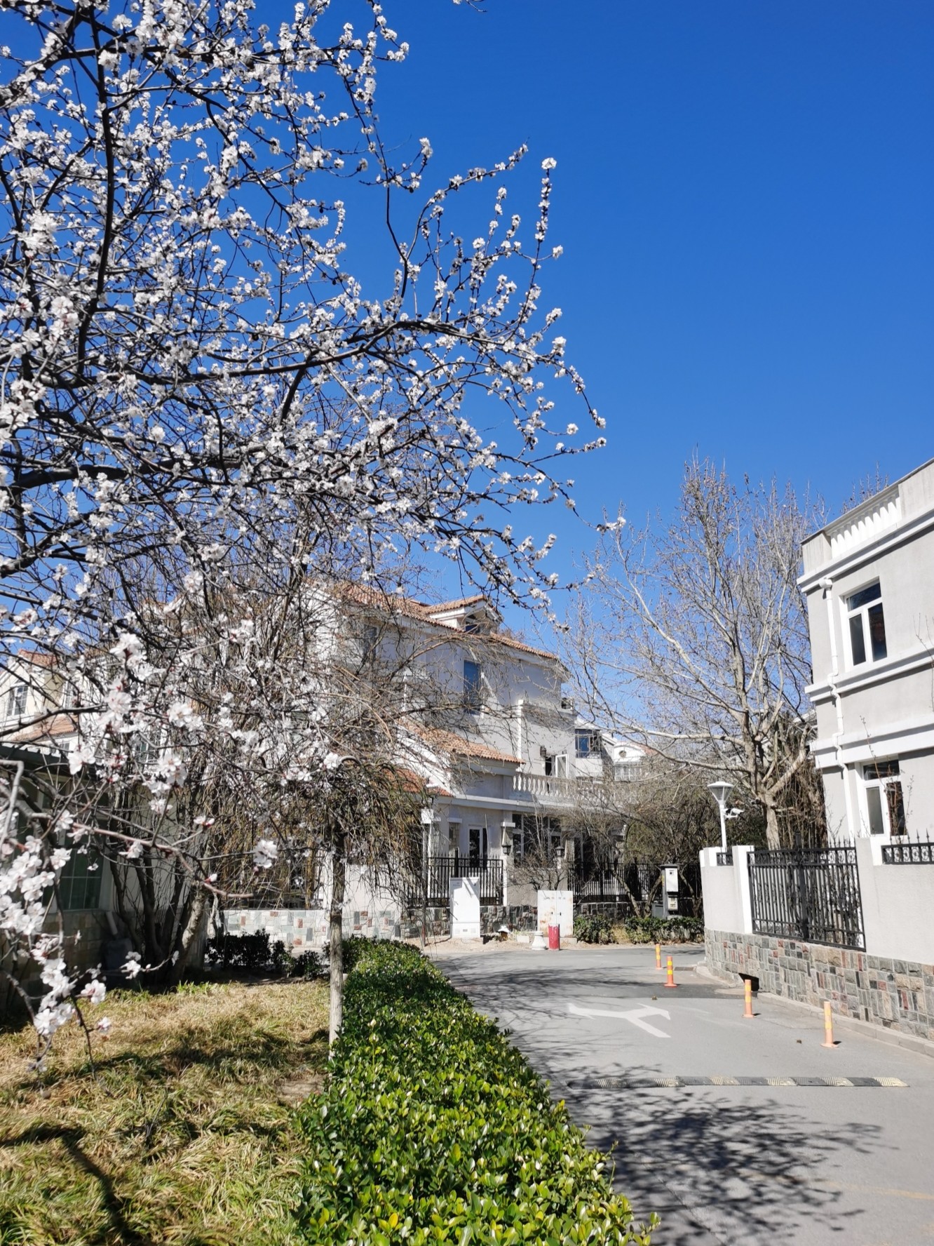 花树鲜花春天( 花开啦)-喵神素材库