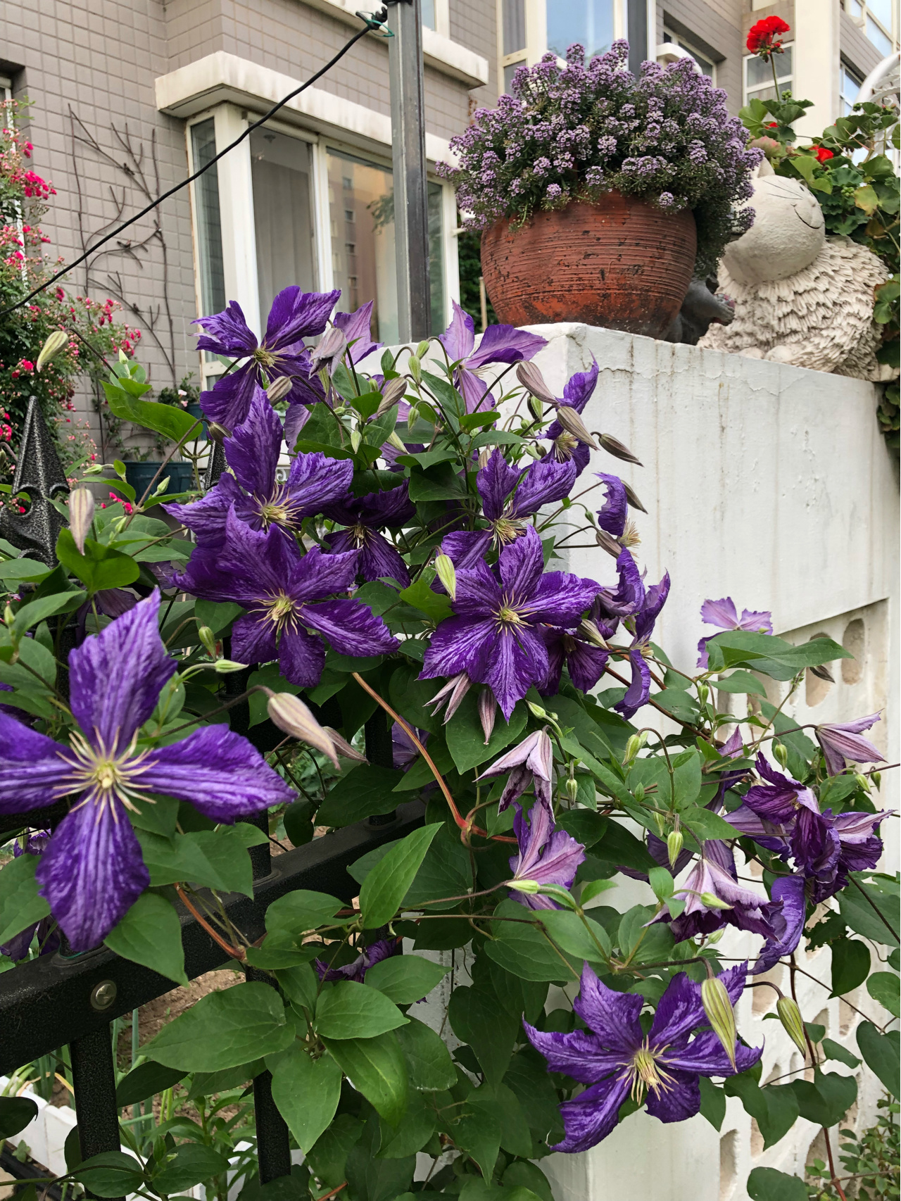 别墅庭院景观鲜花种植花海(一样的夏天，不一样的心情 )-喵神素材库