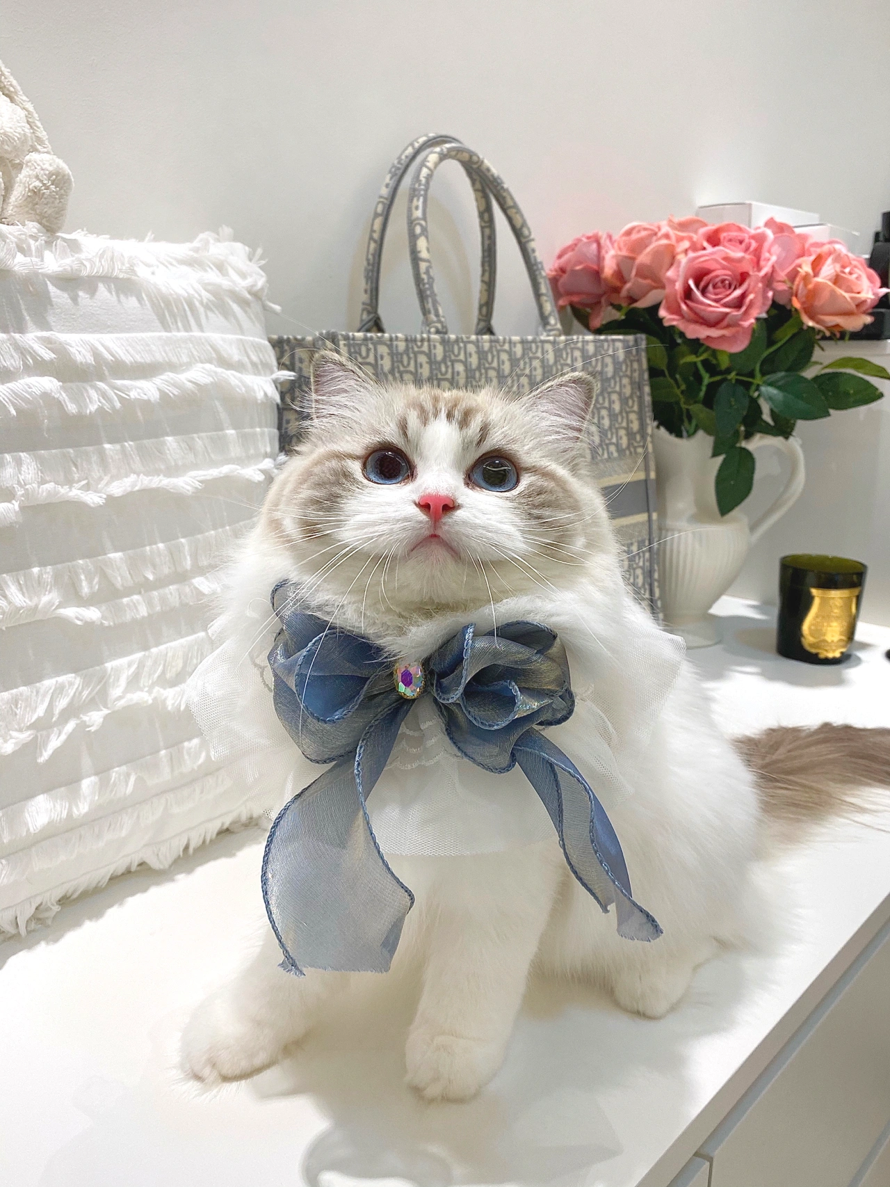 宠物萌宠猫猫咪日常迪奥包包鲜花(那你有被我可爱到吗向你发射小猫咪爱心光波)-喵神素材库