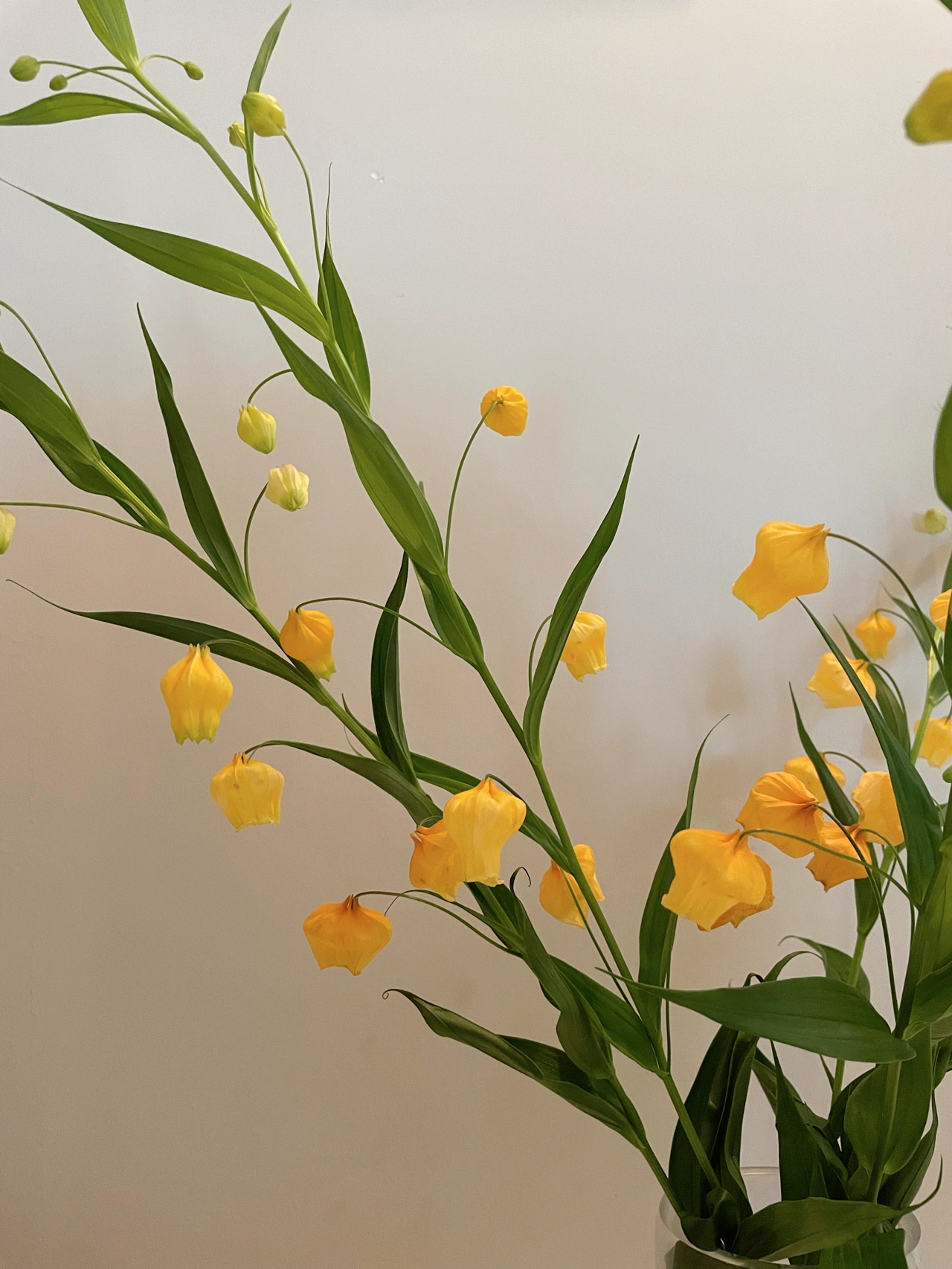 鲜花插花客厅拍照(我爱绿植  )-喵神素材库