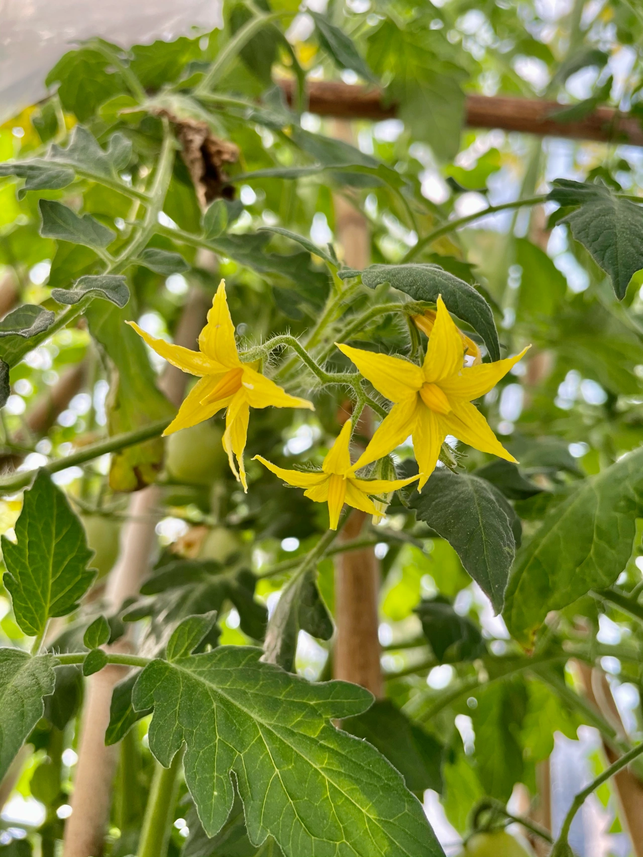 鲜花插花花艺( 花香满屋)-喵神素材库