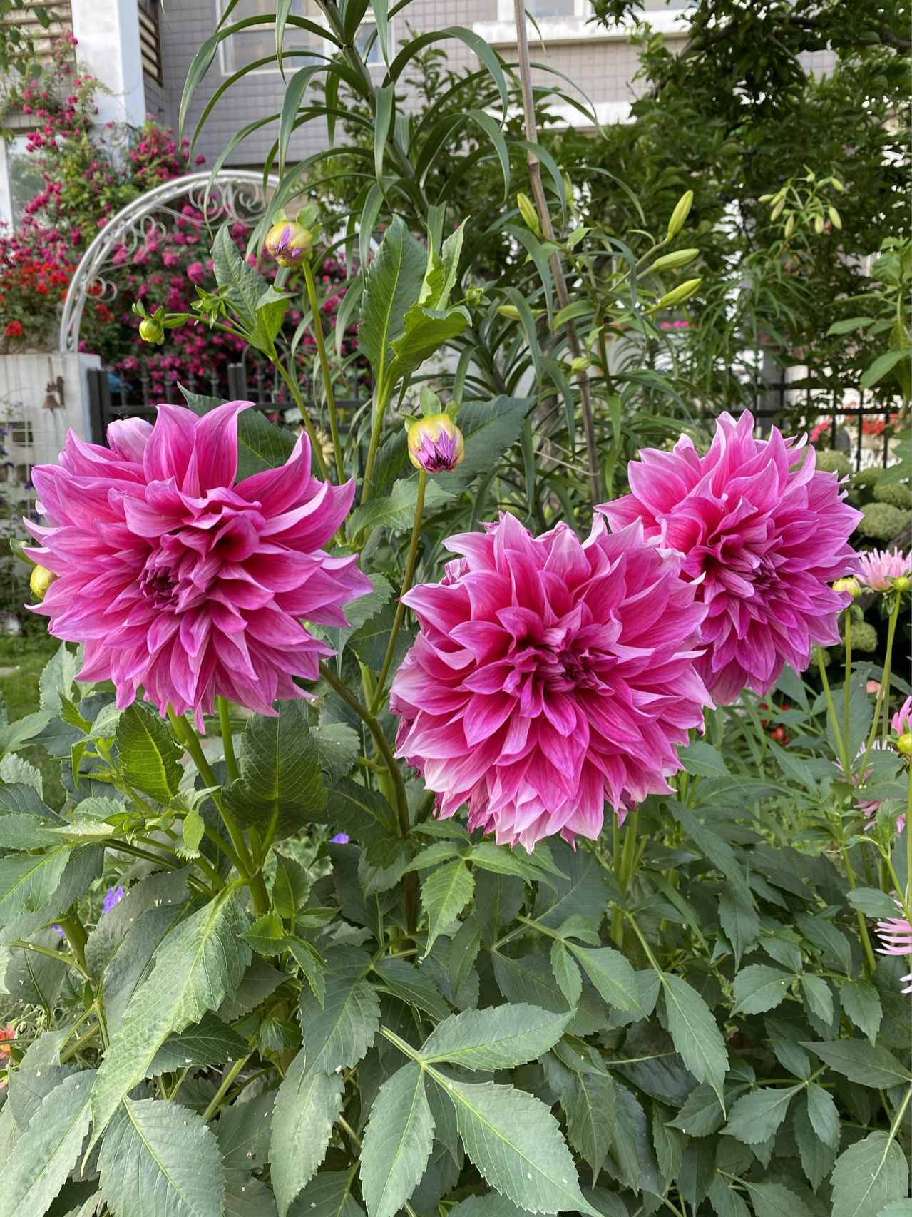 庭院鲜花种植景观月季(夜之梦 )-喵神素材库