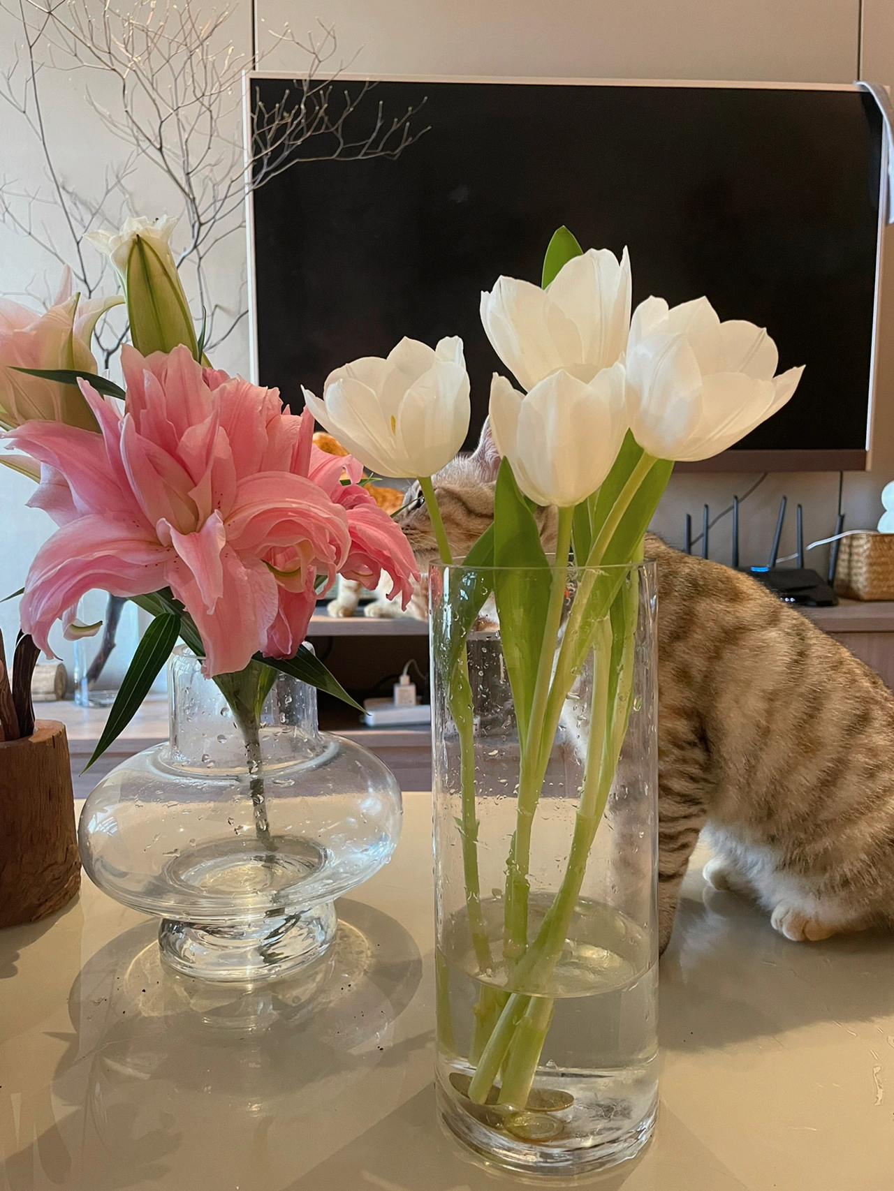 鲜花插花仪式感拍照猫(越来越美啦)-喵神素材库