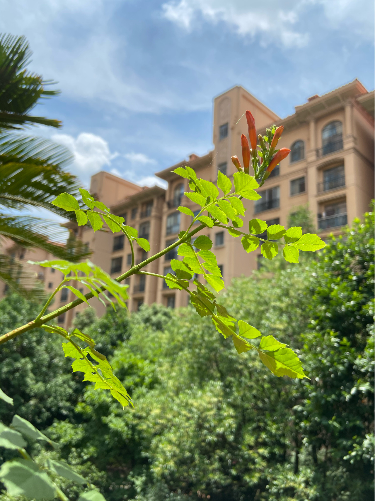 风景摄影拍照鲜花绿植(生如夏花 )-喵神素材库