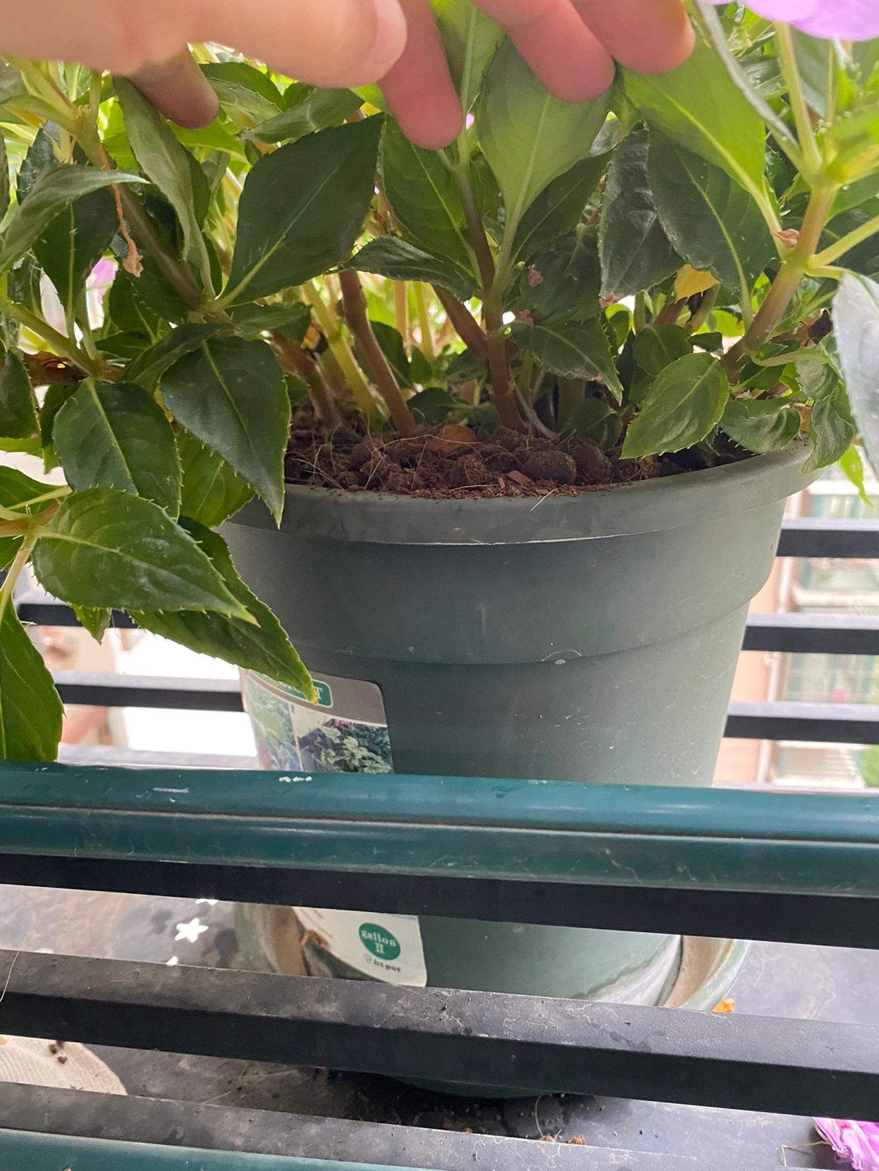 阳台鲜花绿植植物(我的阳台花园 )-喵神素材库