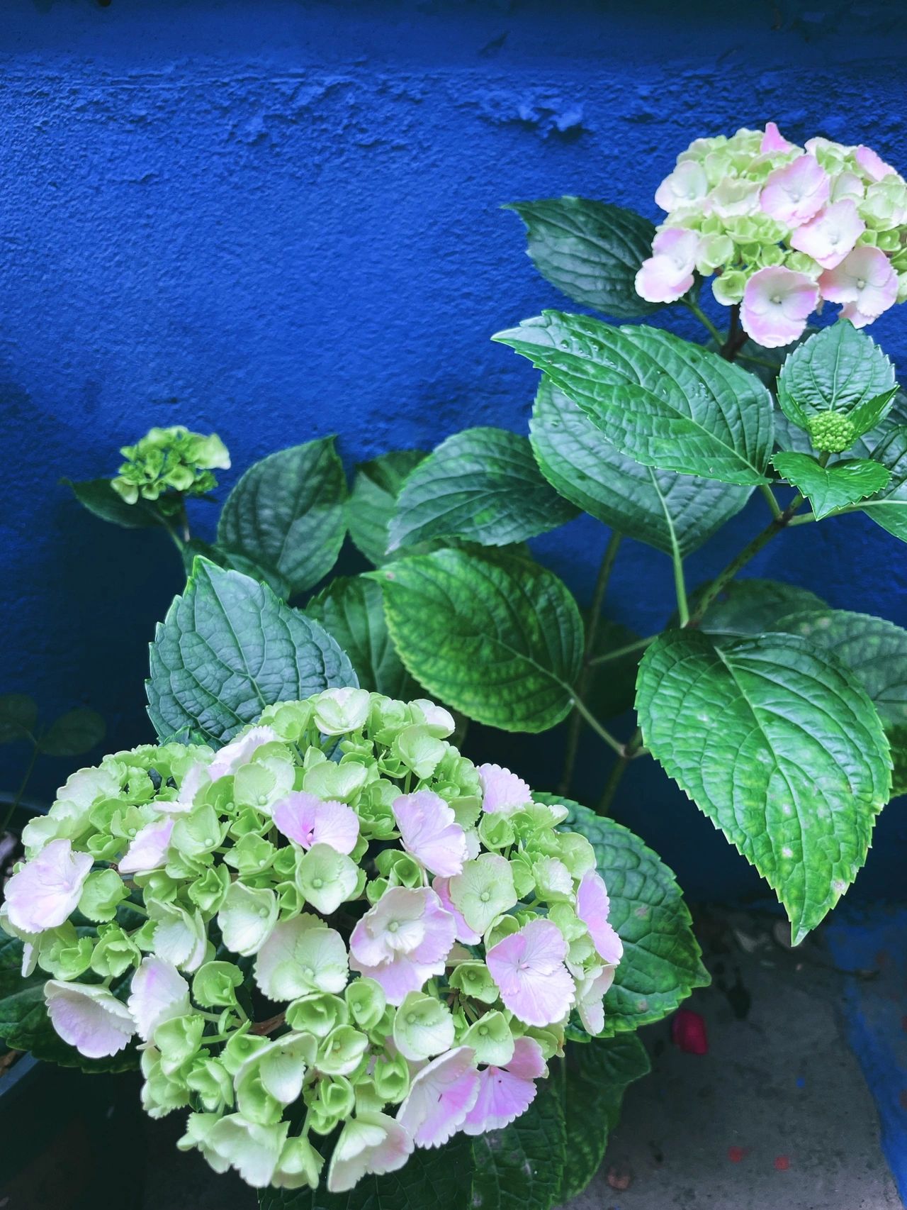 鲜花花卉绿植(绣球开了)-喵神素材库