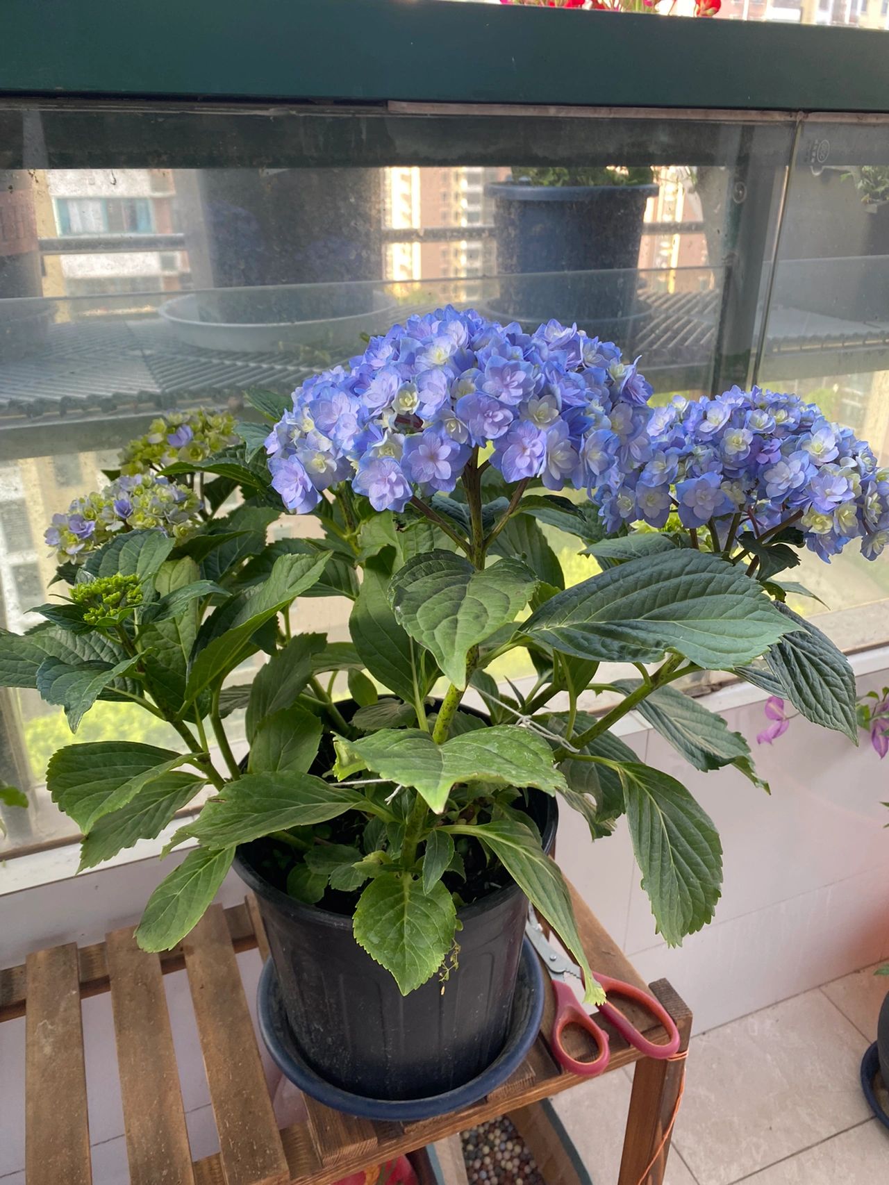 阳台鲜花绿植(蓝色绣球花束 )-喵神素材库