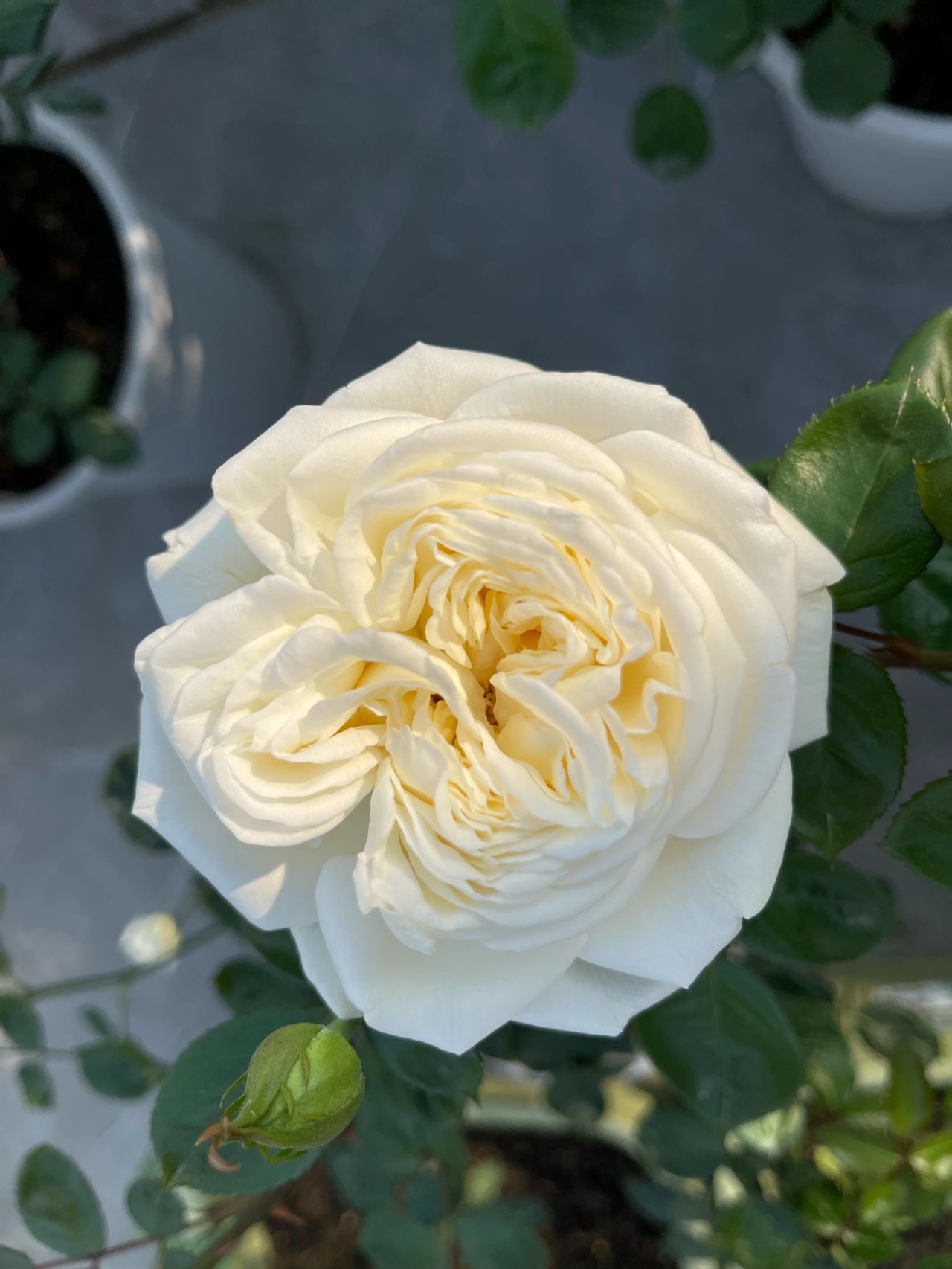 植物鲜花绿植盆栽(最近的最爱)-喵神素材库