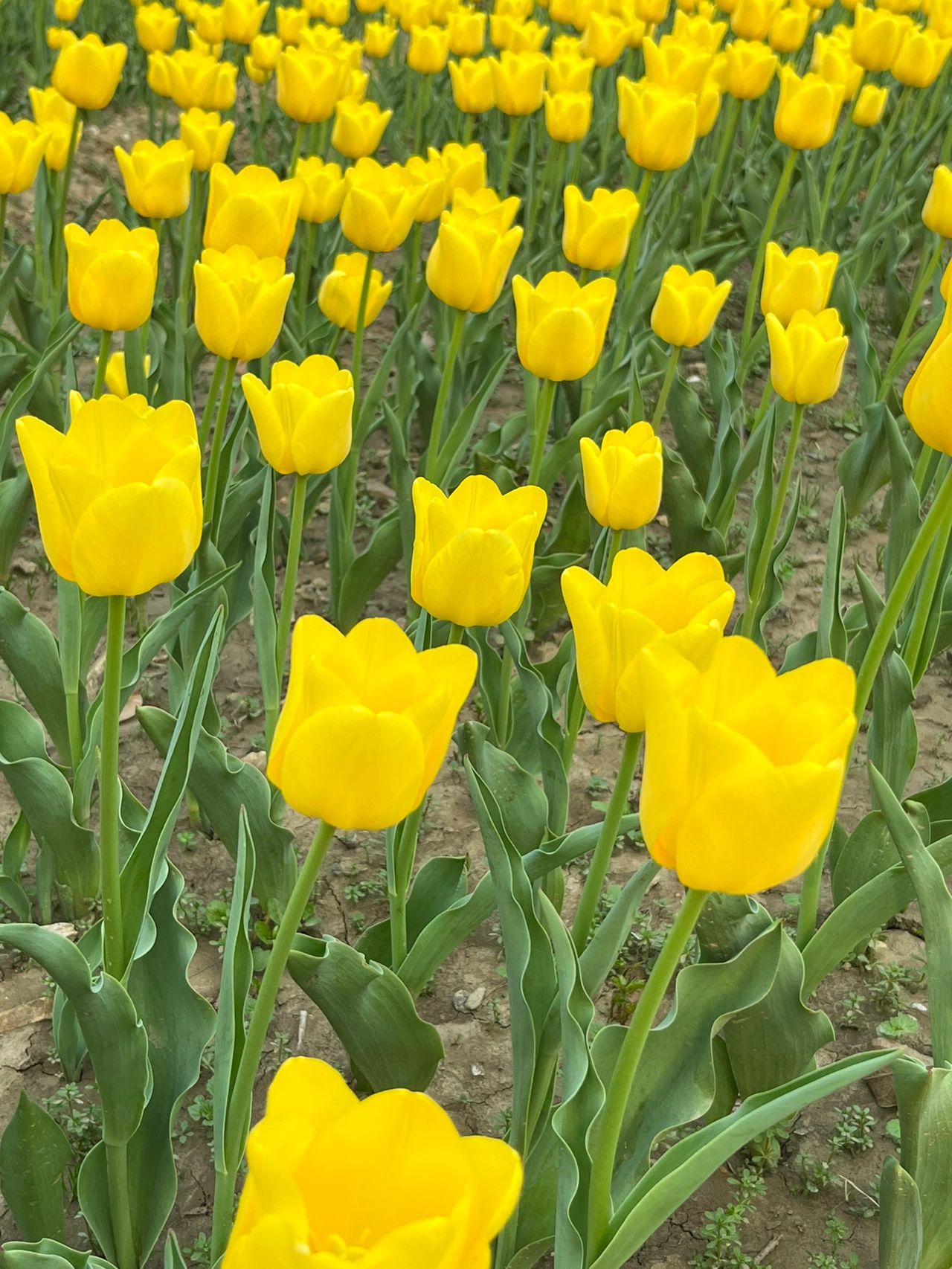 4杭州郁金香鲜花拍照(三月赏花季)-喵神素材库