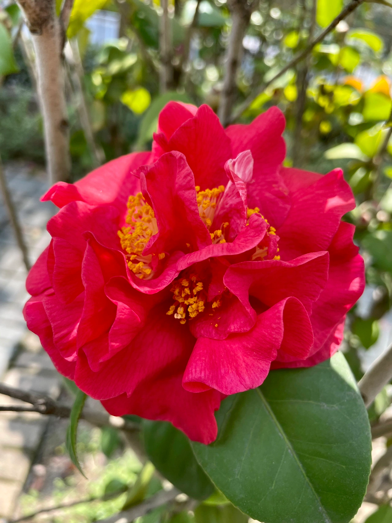 鲜花开花种花(拼尽全力奔赴一场盛大而华丽的春日盛宴！ )-喵神素材库