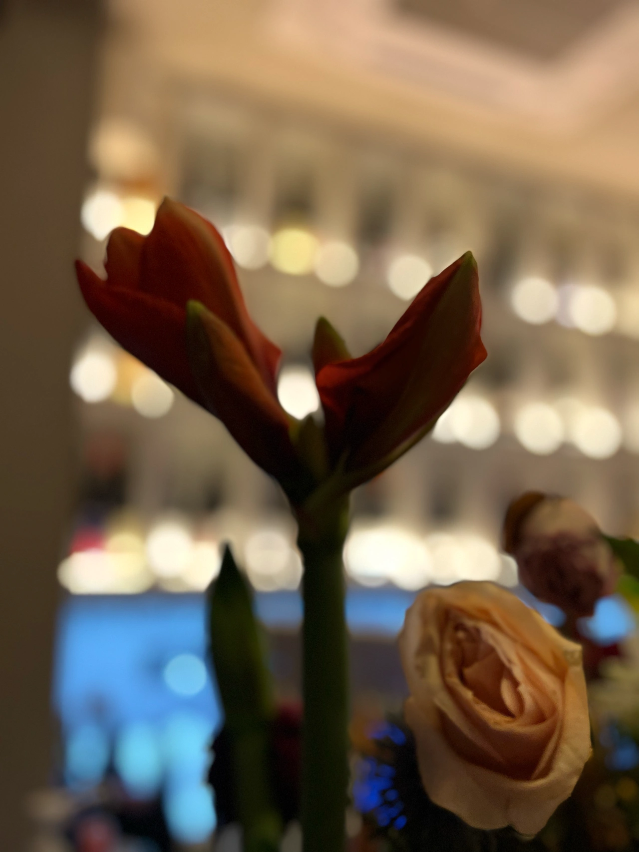 红酒约会鲜花(烦恼上心头，一杯解千愁)-喵神素材库