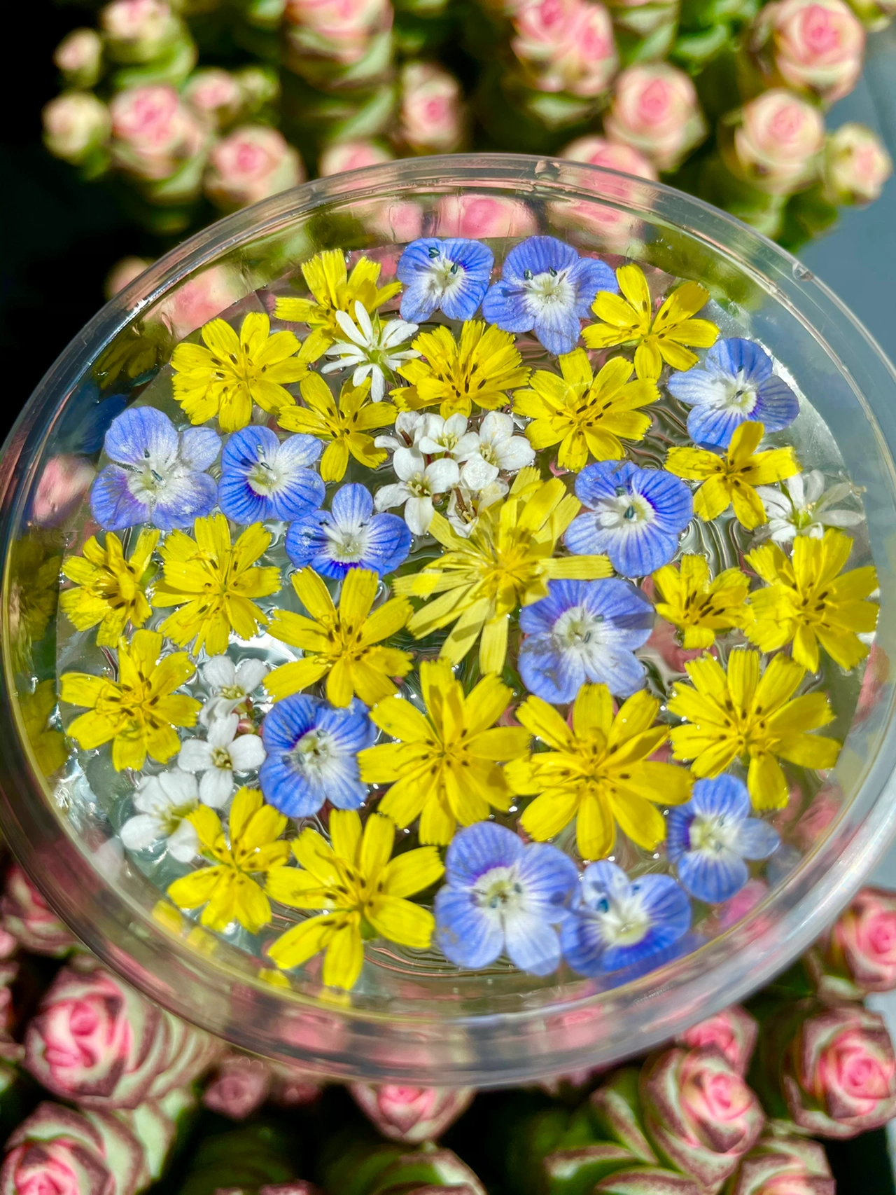 鲜花开花绿植(这么美好的春天怎么不爱呢  )-喵神素材库
