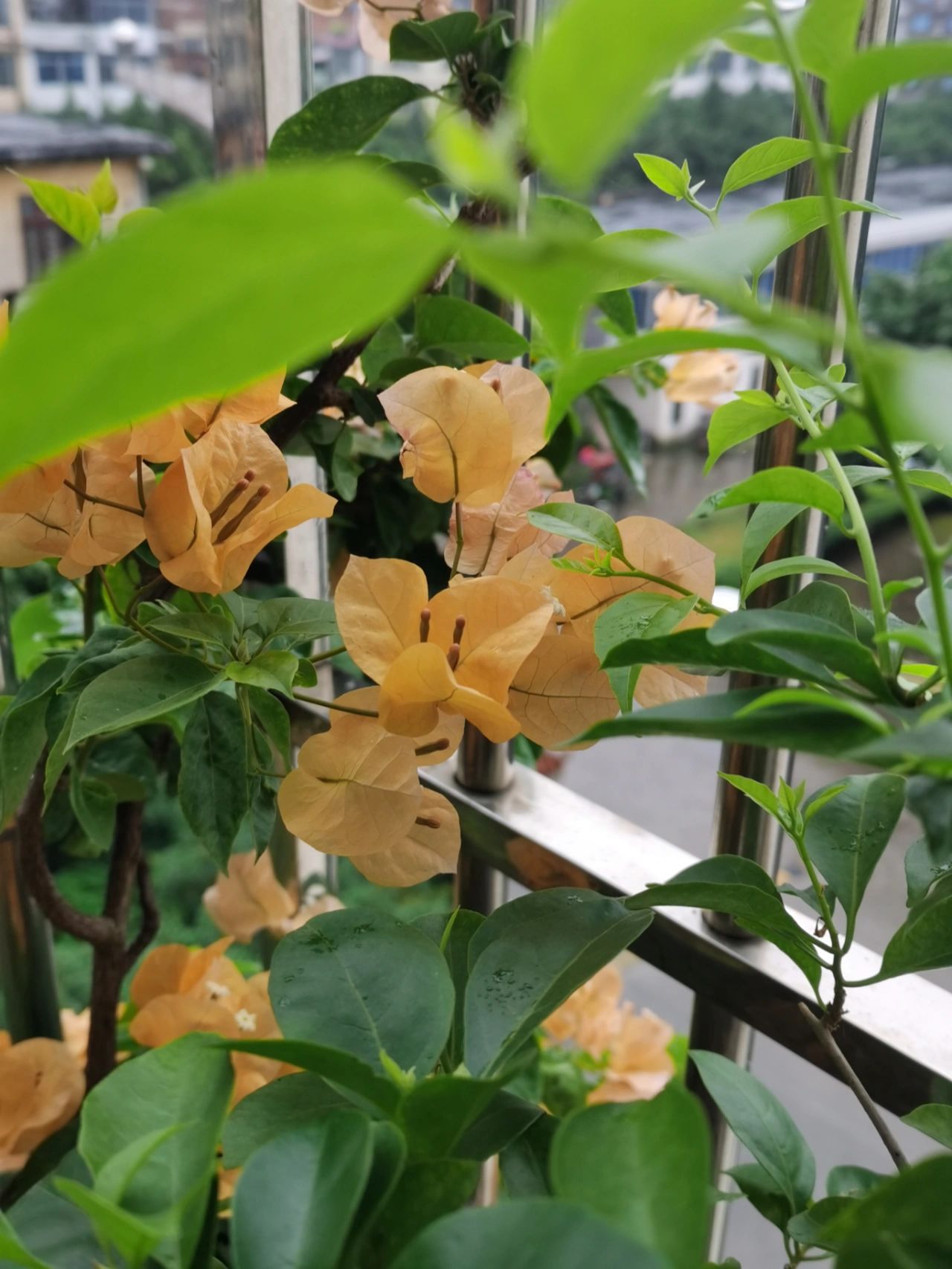 阳台鲜花绿植(我的花花草草成长日记)-喵神素材库