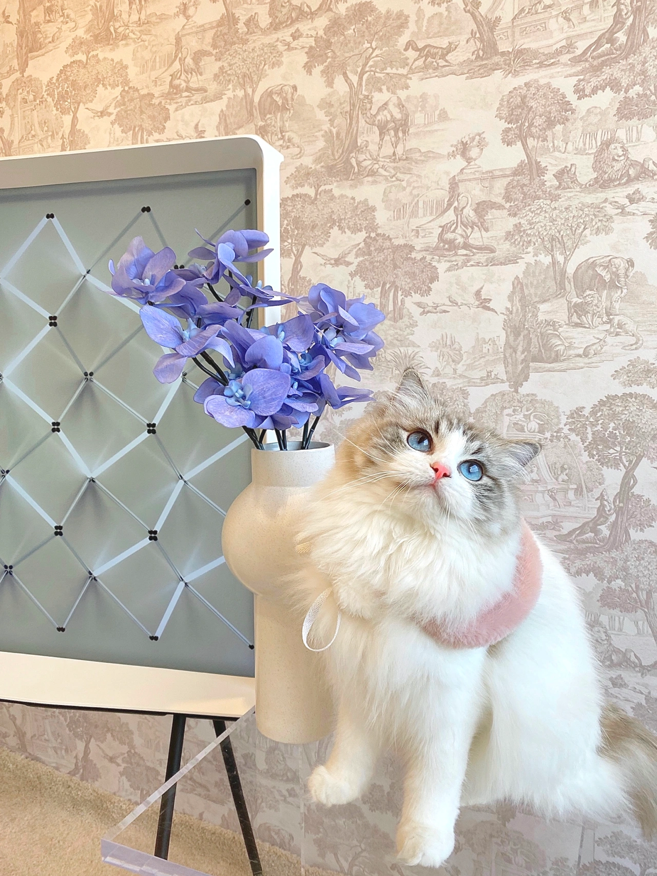 宠物萌宠猫猫咪日常鲜花(这个小猫真可爱)-喵神素材库