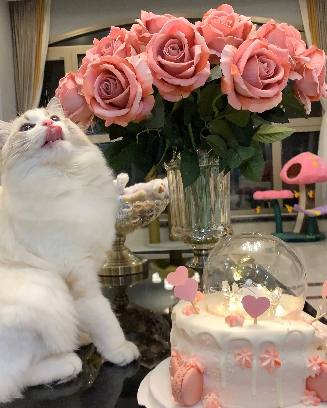 宠物萌宠猫猫咪日常蛋糕生日蛋糕鲜花玫瑰花(吐舌头卖萌)-喵神素材库