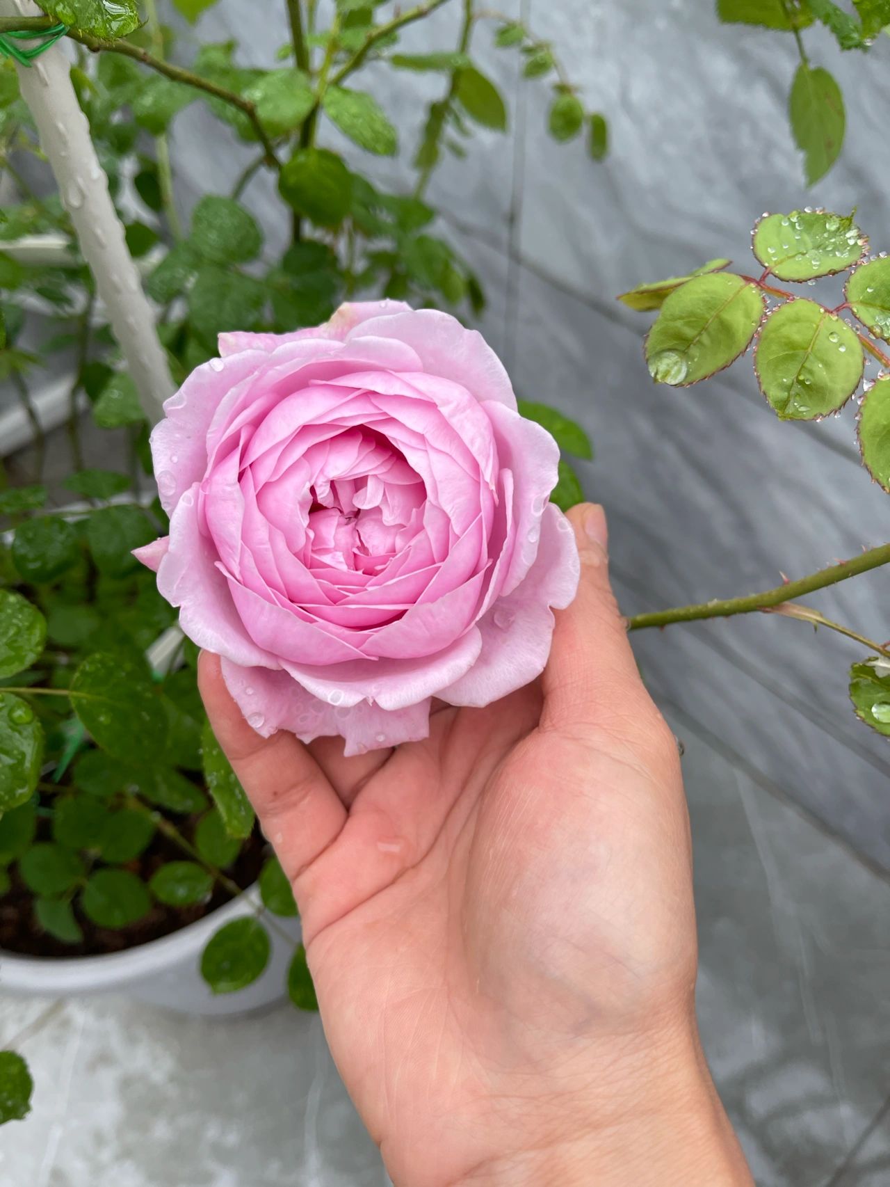 鲜花花卉绿植(粉嫩的颜色，味道也挺好闻的)-喵神素材库