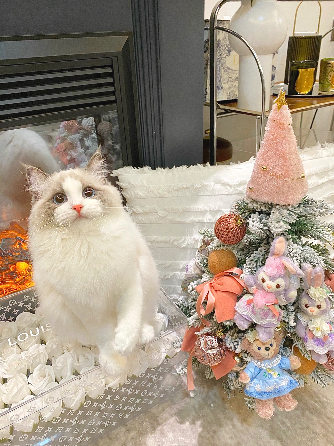 宠物萌宠猫猫咪日常鲜花玫瑰花圣诞节(负责甜甜蜜蜜可可爱爱)-喵神素材库