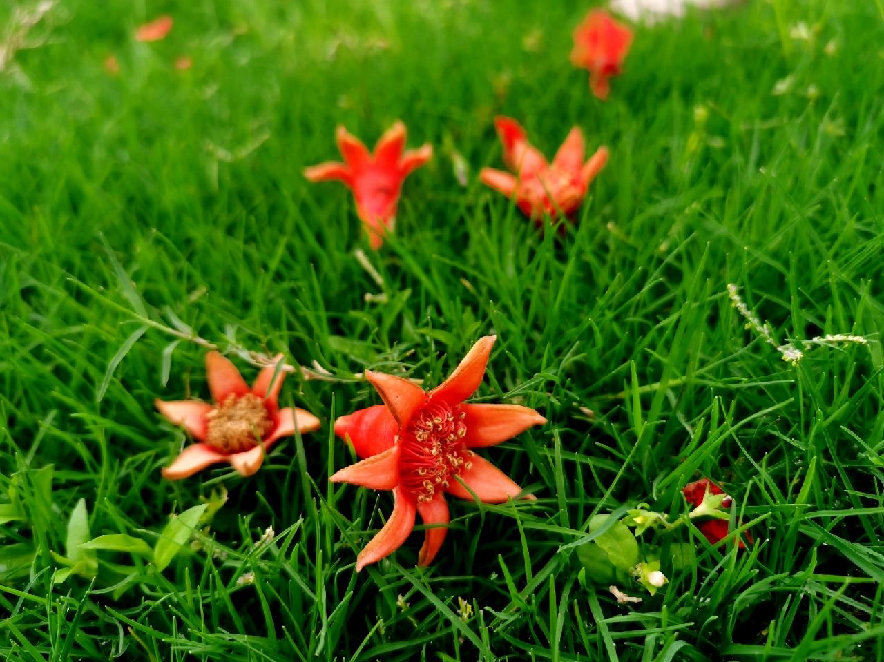 鲜花拍照摄影夏天特写( 花开瞬间美好)-喵神素材库