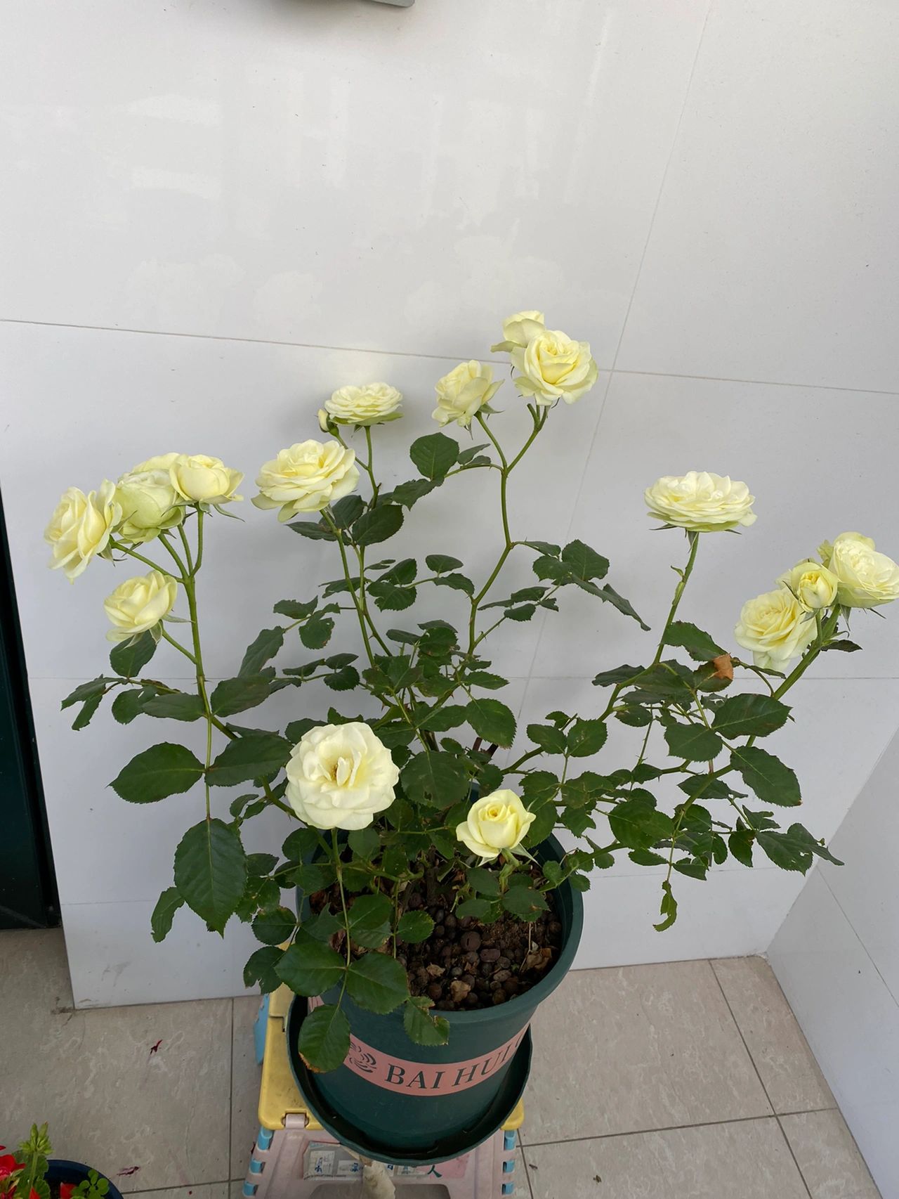 养花鲜花盆栽绿植(日出于东而落于西有人在爱你有人在远离。)-喵神素材库