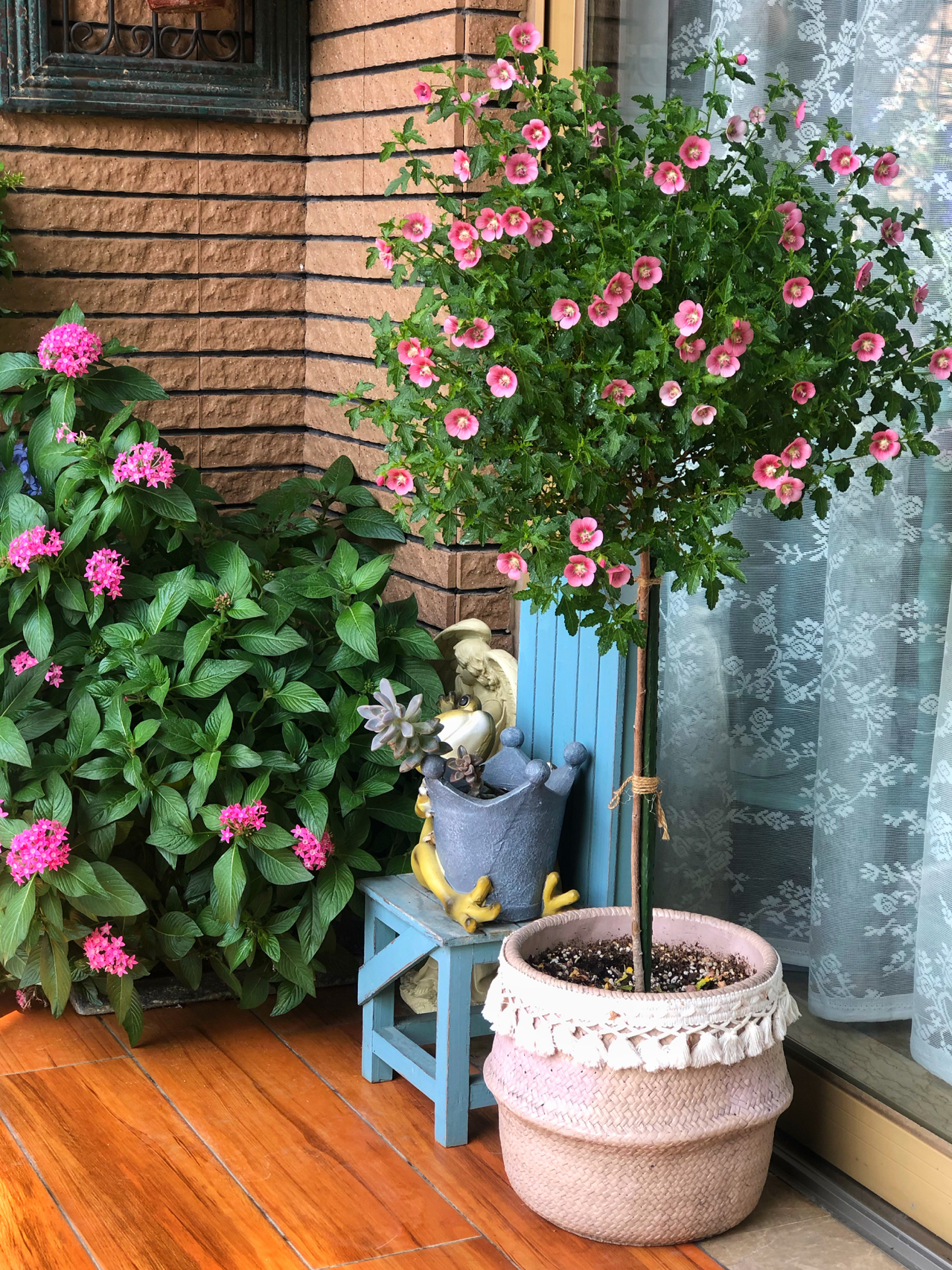 鲜花养花盆栽宠物猫(这是小木槿二度开花了，去年养死了一株，但实在喜欢得紧，再买了一株细心照料，事实证明，我和它都很争气)-喵神素材库