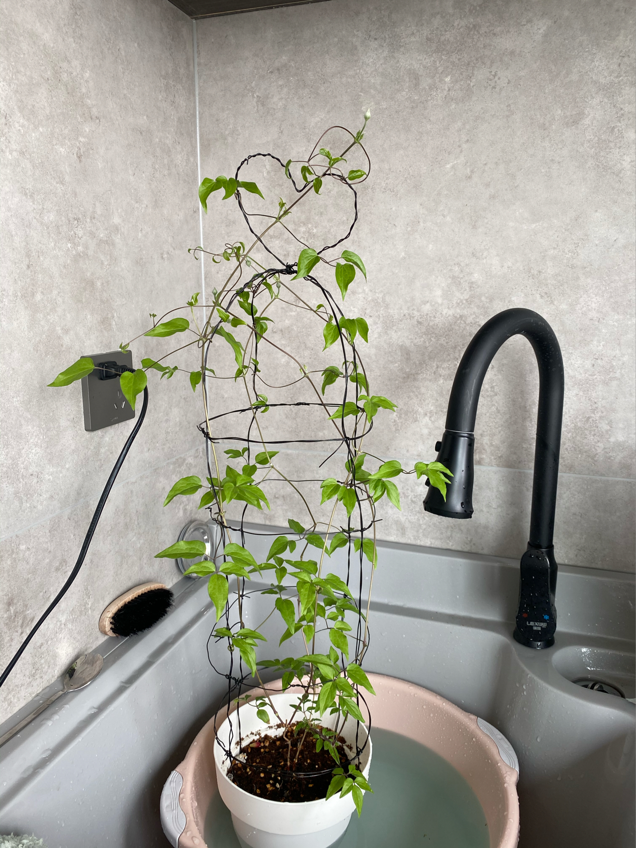 阳台花园鲜花花卉( 封闭阳台花园 )-喵神素材库