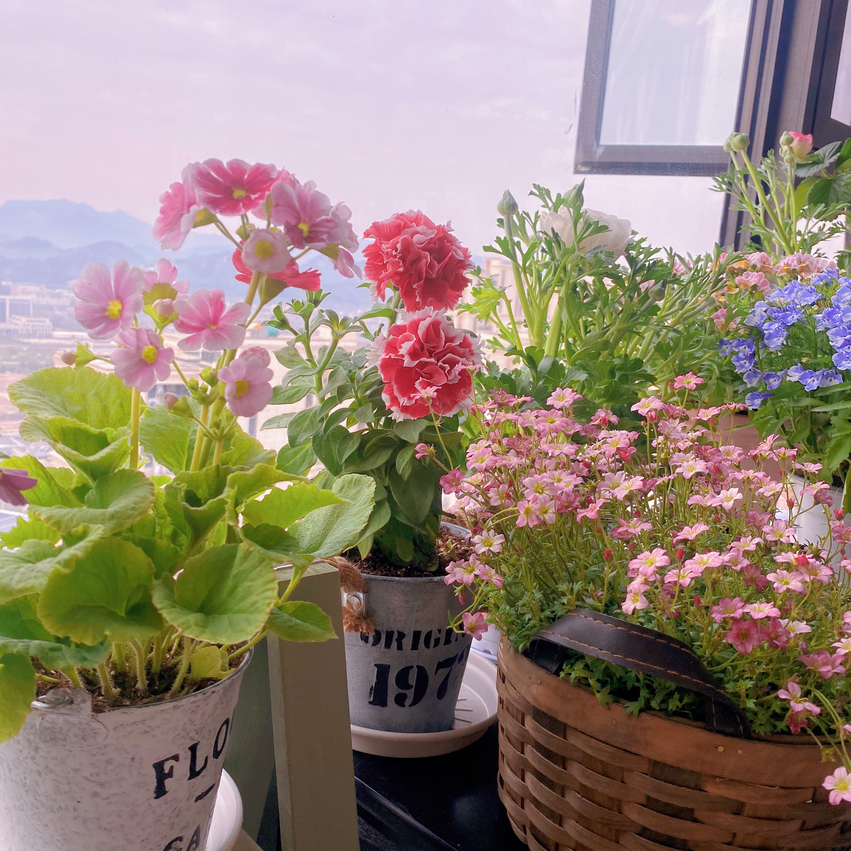 阳台花园鲜花花卉(不知不觉阳台已经五十多盆花草了)-喵神素材库